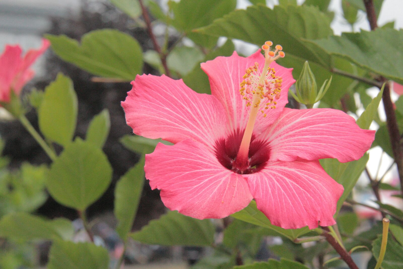 Canon EF-S 18-200mm F3.5-5.6 IS sample photo. Nature, flower, flora photography