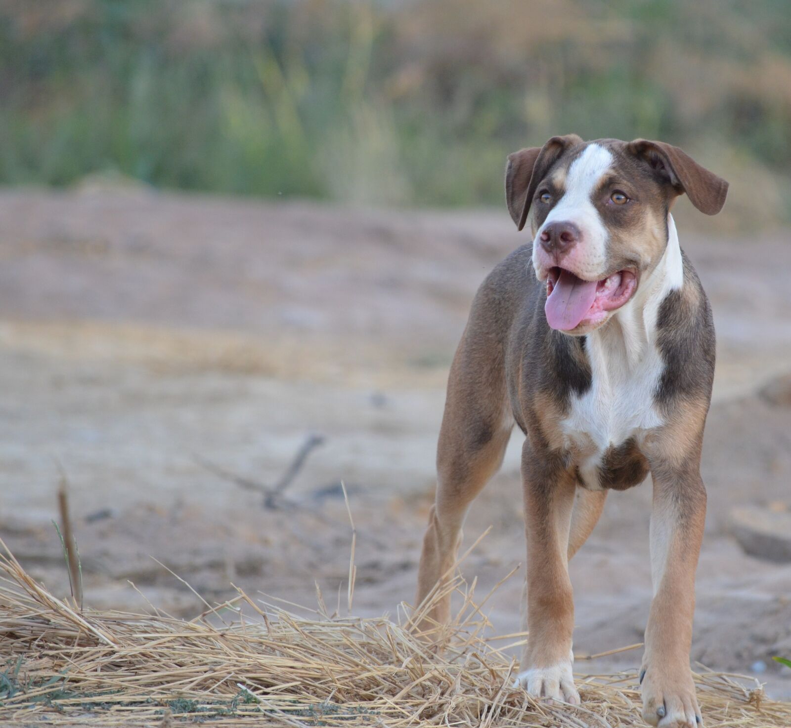 Nikon D5100 sample photo. Dog, mammal, animal photography