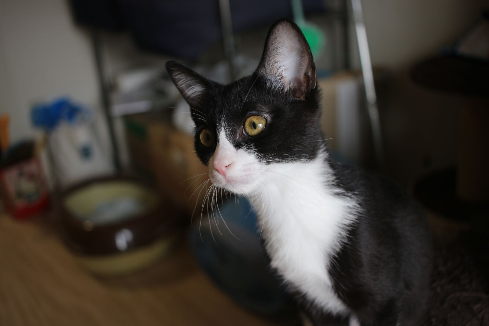 Canon EF-S 24mm F2.8 STM sample photo. Cat, japan, room photography
