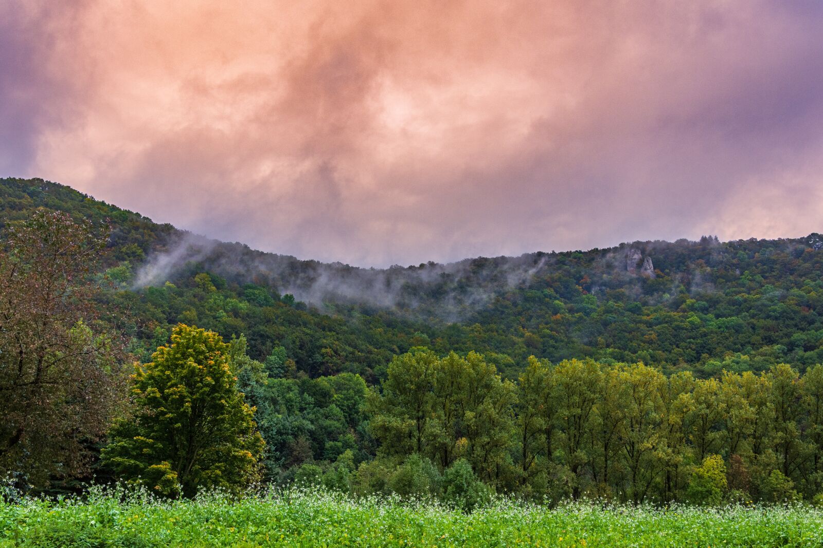 Nikon D7200 sample photo. Alb, fog, mystical photography