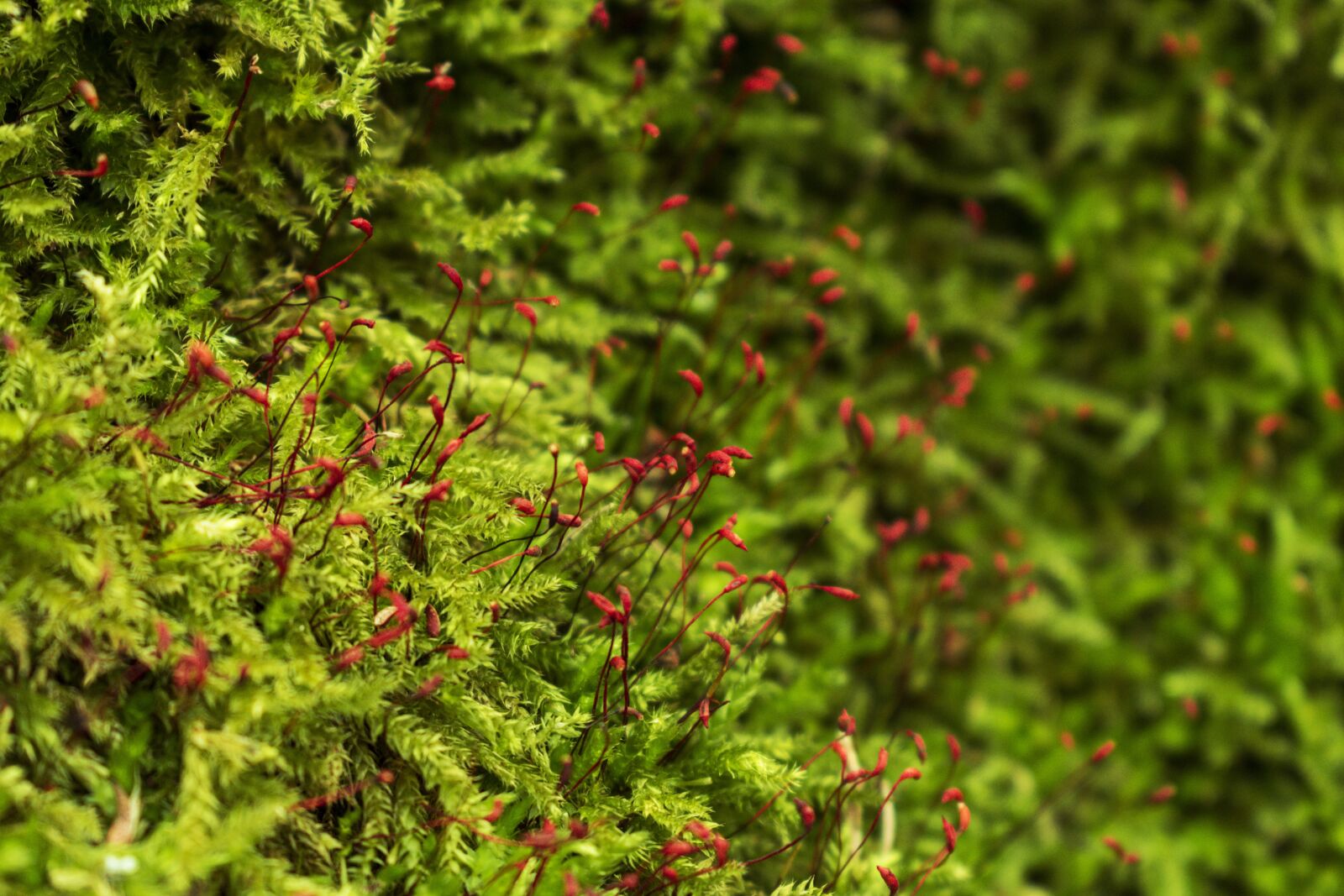 Nikon D5500 sample photo. Moss, green, nature photography
