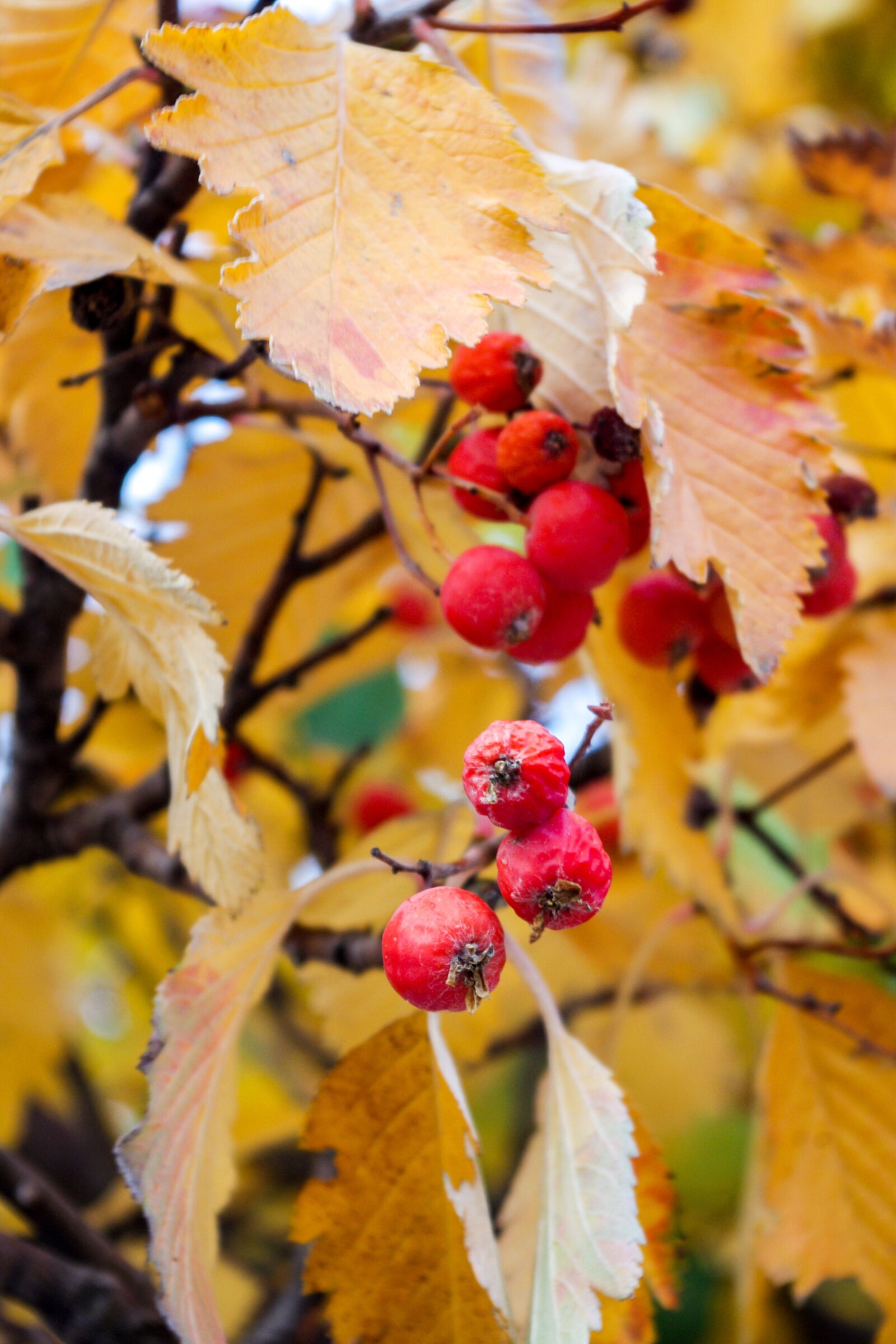 Pentax K-x sample photo. Autumn, rowan, yellow leaves photography