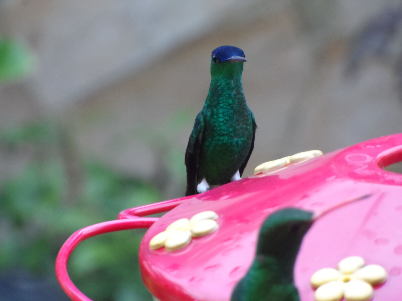 Samsung WB150 / WB150F / WB152 / WB152F / WB151 / WB151F / WB140 sample photo. Bird, colibri, colibries, colombia photography