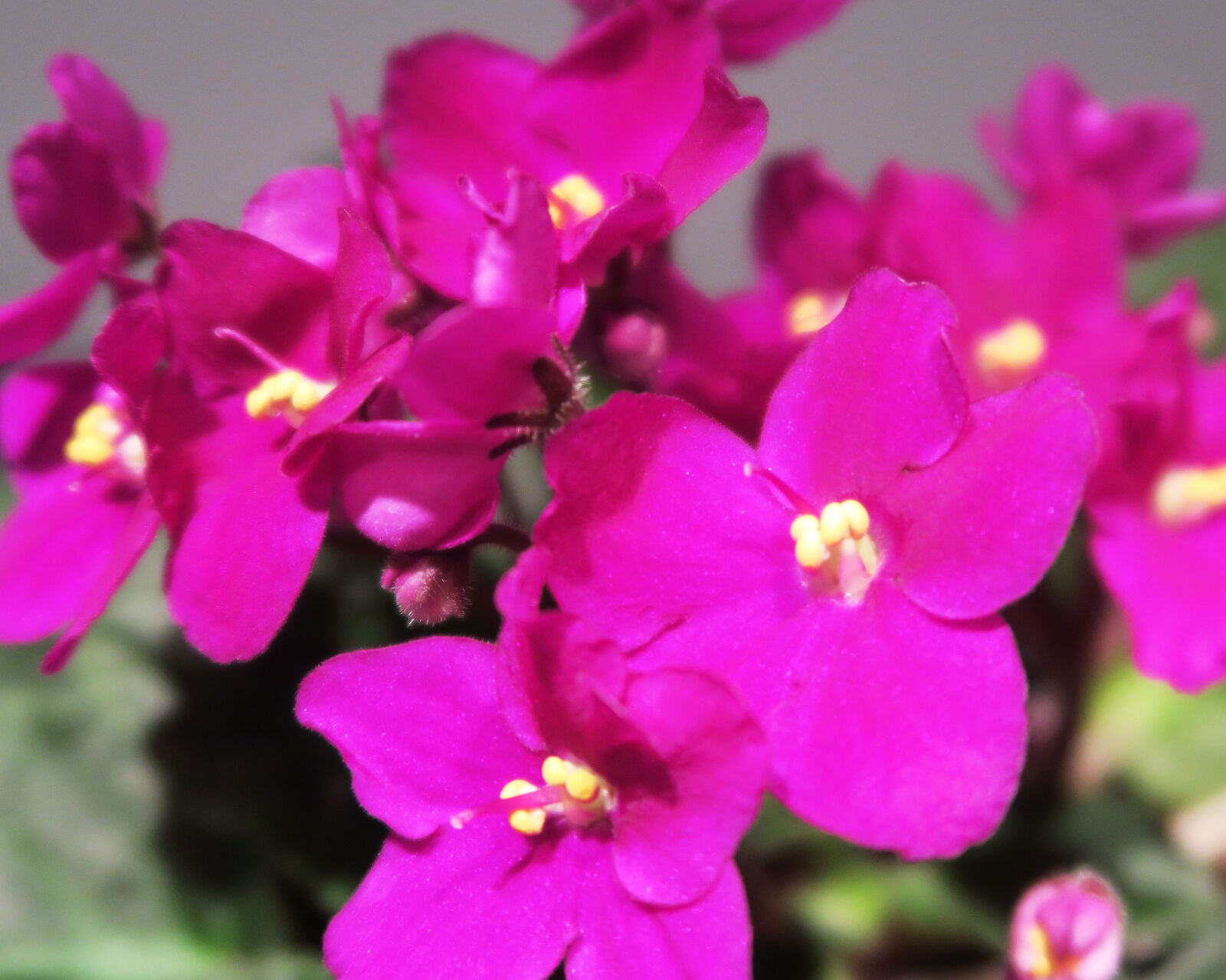 Canon PowerShot G7 X sample photo. Flower photography