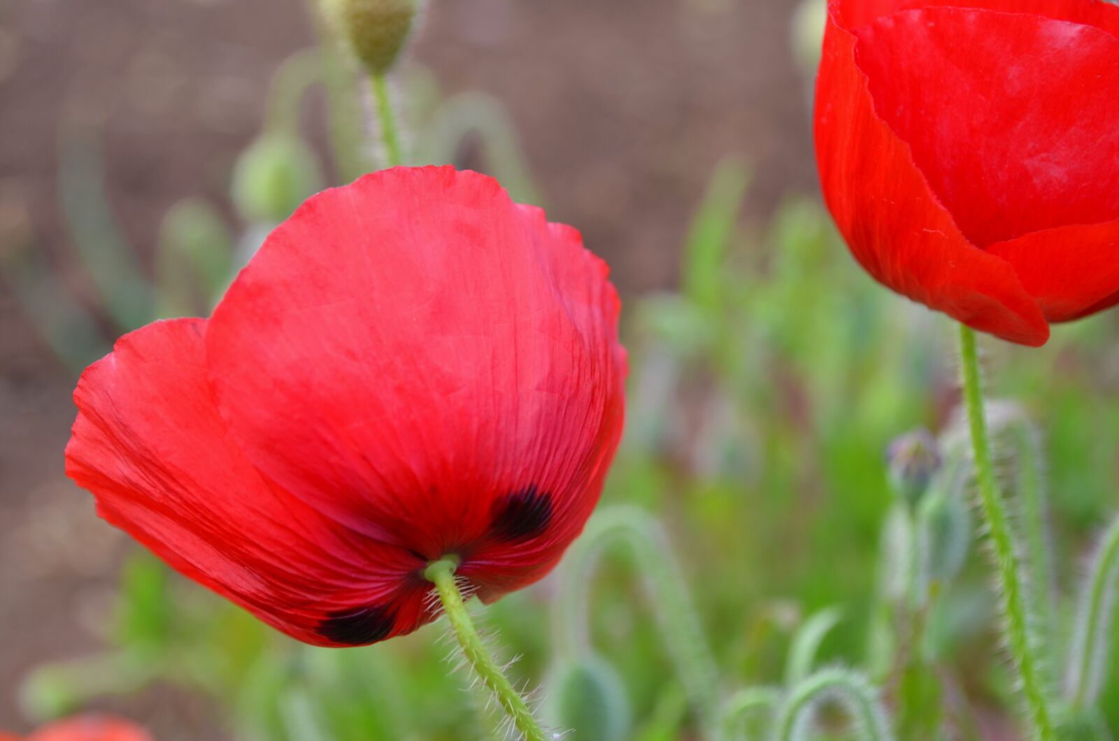 Nikon D5100 sample photo. Poppy red, nature photography