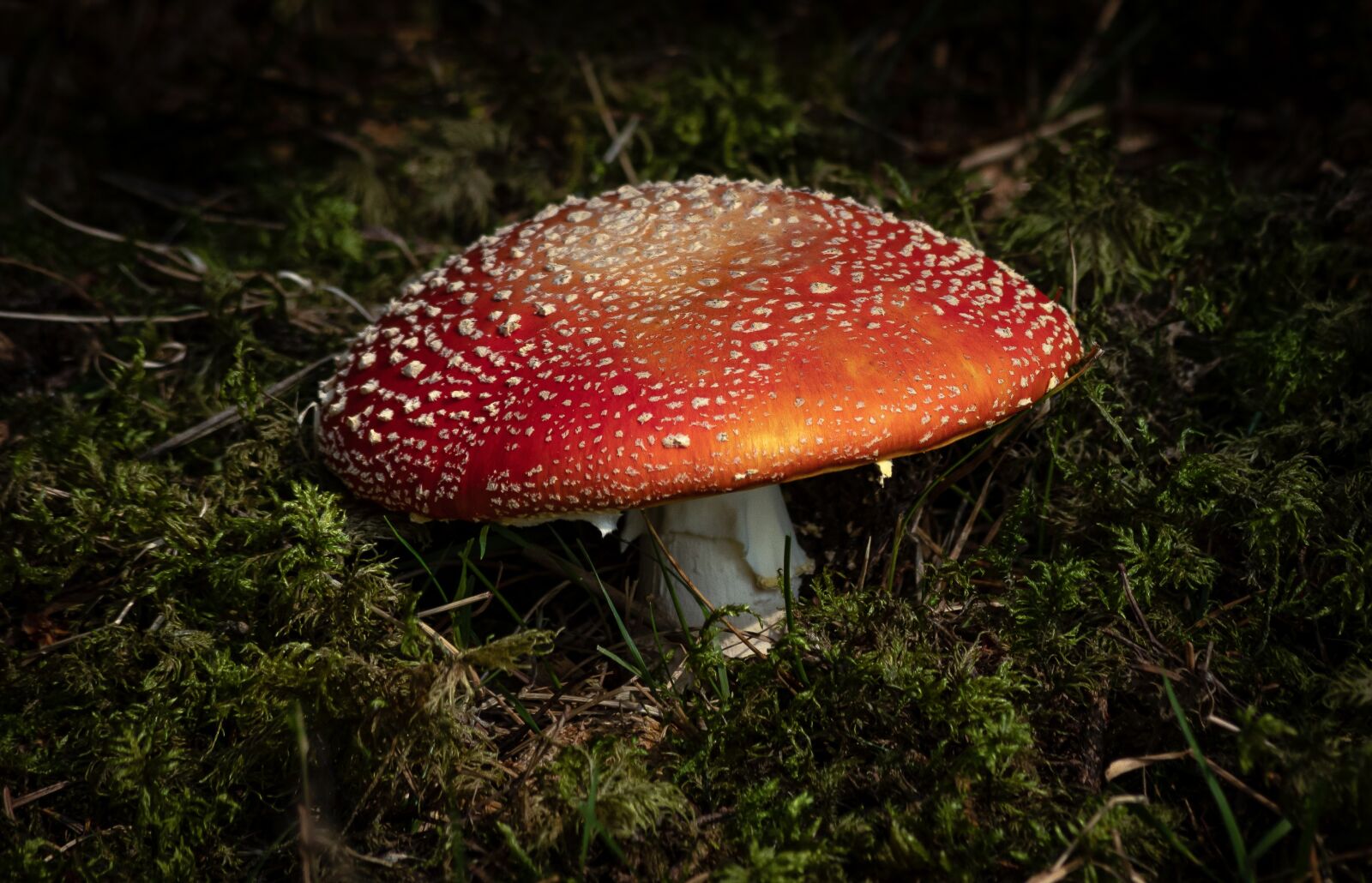 Canon EF 70-300mm F4-5.6 IS USM sample photo. Fly agaric, mushroom, forest photography