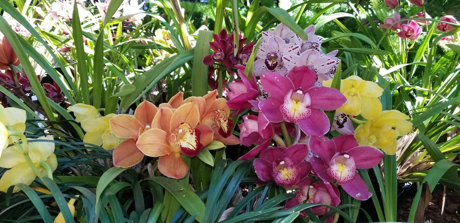 Samsung Galaxy S8+ sample photo. Flowers, orchids, garden photography