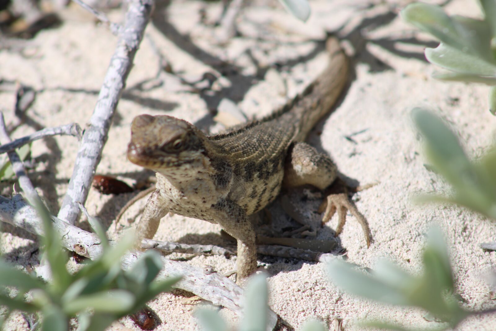 Canon EOS 2000D (EOS Rebel T7 / EOS Kiss X90 / EOS 1500D) sample photo. Lizard, bahamas, reptile photography
