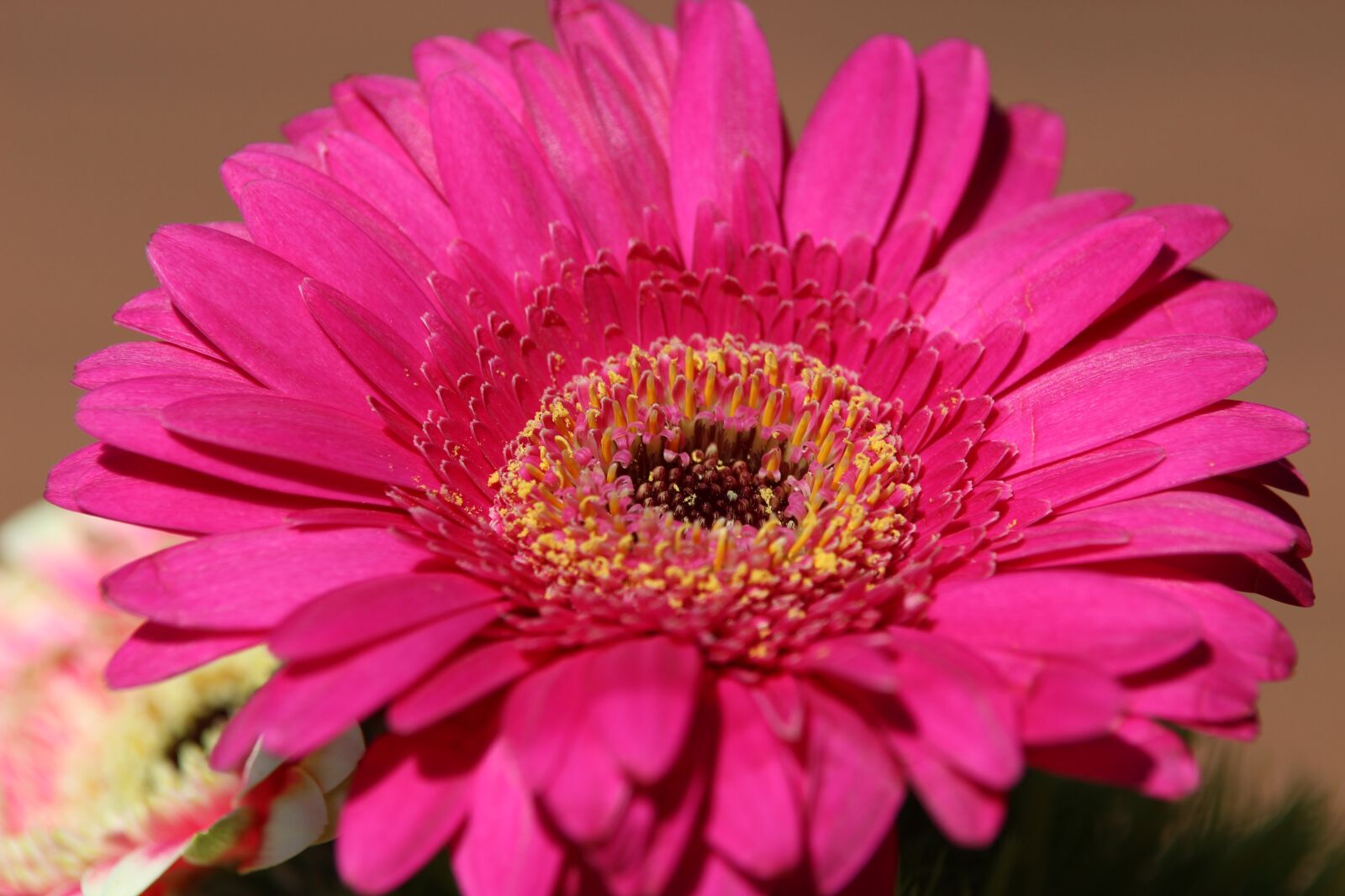 Canon EOS 600D (Rebel EOS T3i / EOS Kiss X5) sample photo. Spring, garden, flower photography