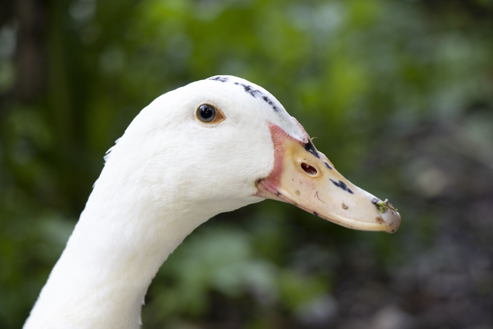 Canon EOS 80D + Canon EF-S 18-135mm F3.5-5.6 IS USM sample photo. Animal, goose, bird photography