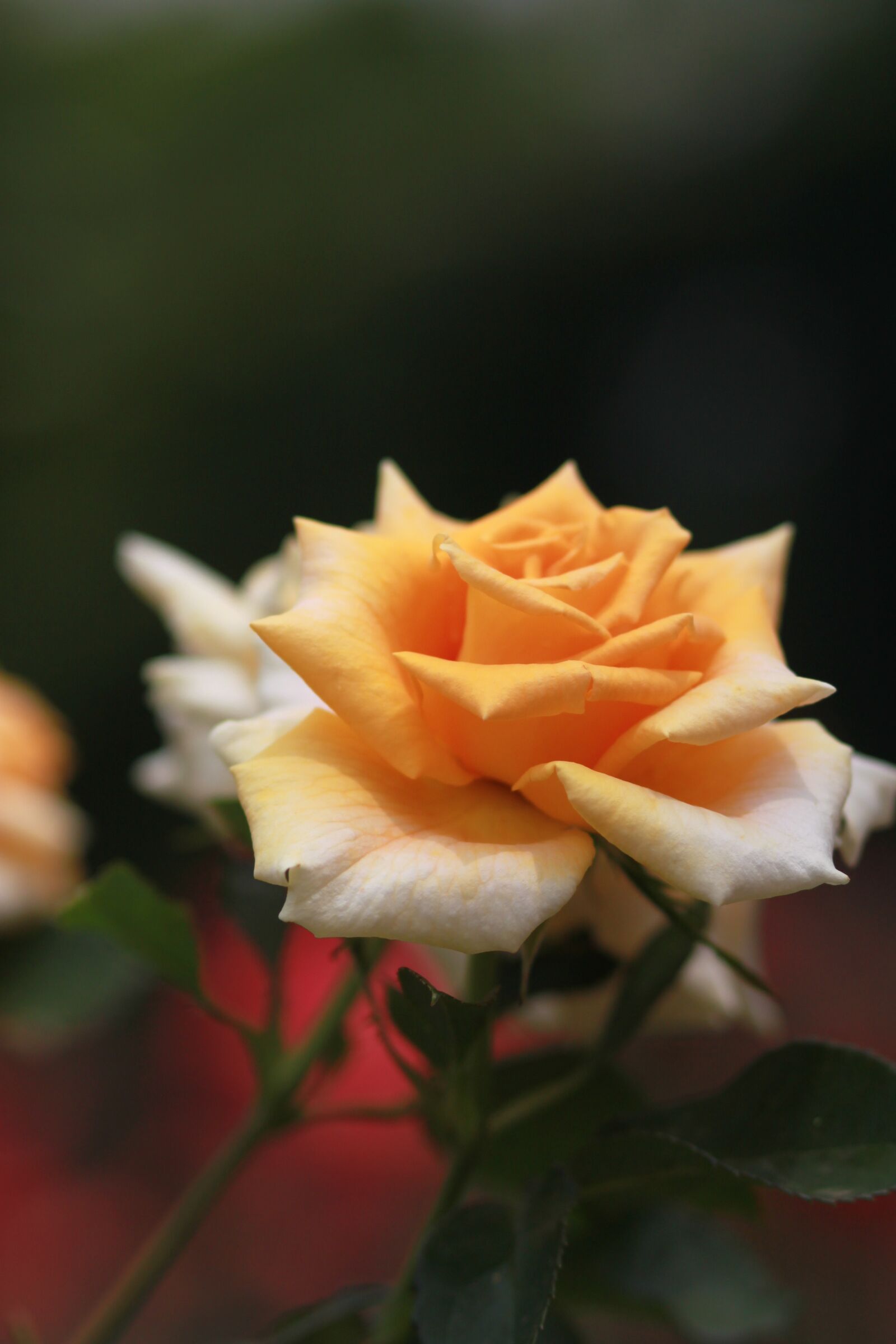 Canon EOS 500D (EOS Rebel T1i / EOS Kiss X3) sample photo. Rose, flowers, buds photography