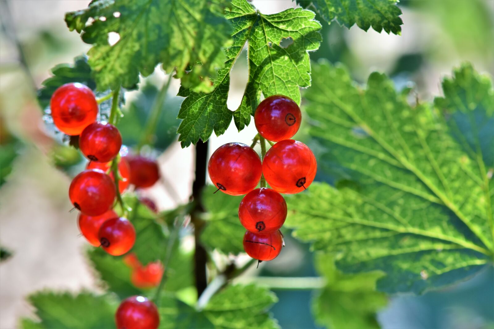 Nikon D7200 sample photo. Currants, berries, currant photography