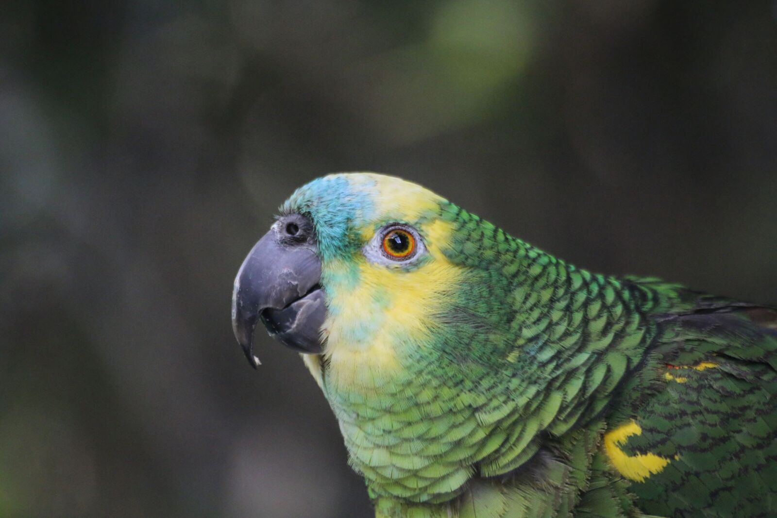 Canon EOS 70D sample photo. Parrot, amazon, exotic bird photography