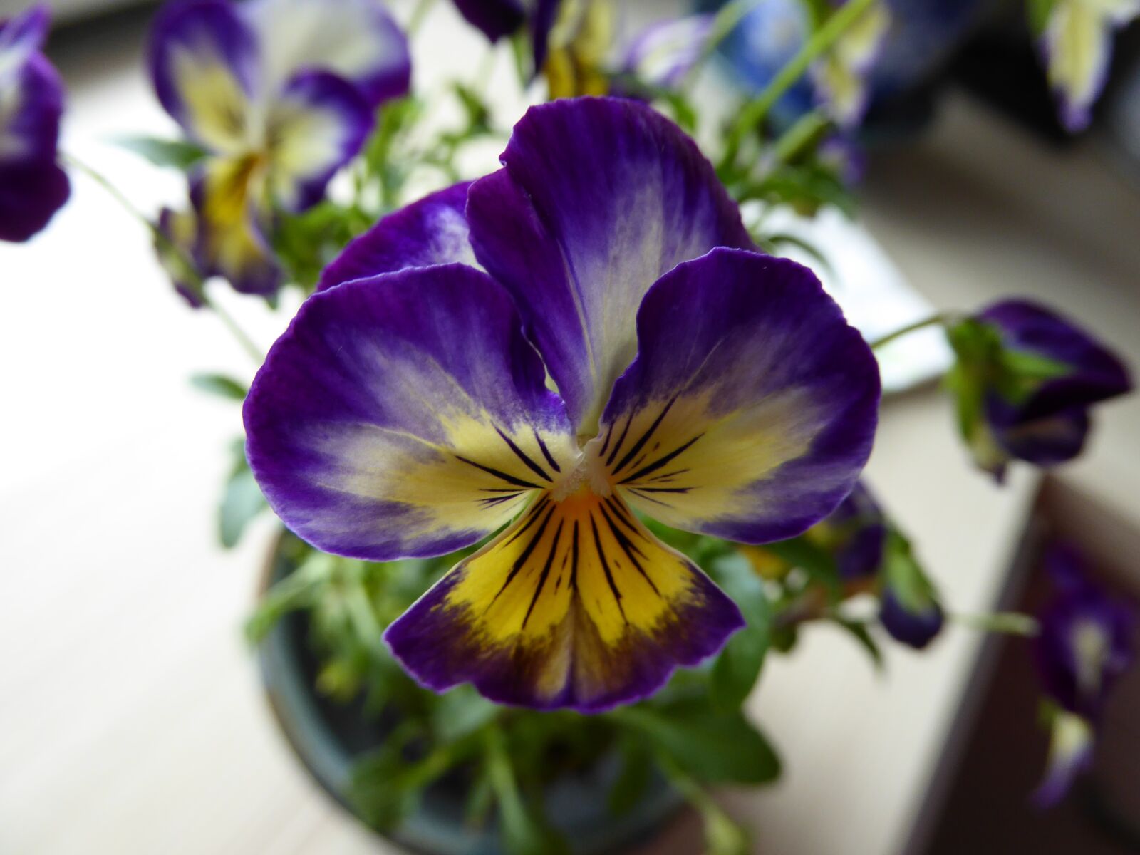 Panasonic DMC-TZ61 sample photo. Pansy, 400–500, vase photography