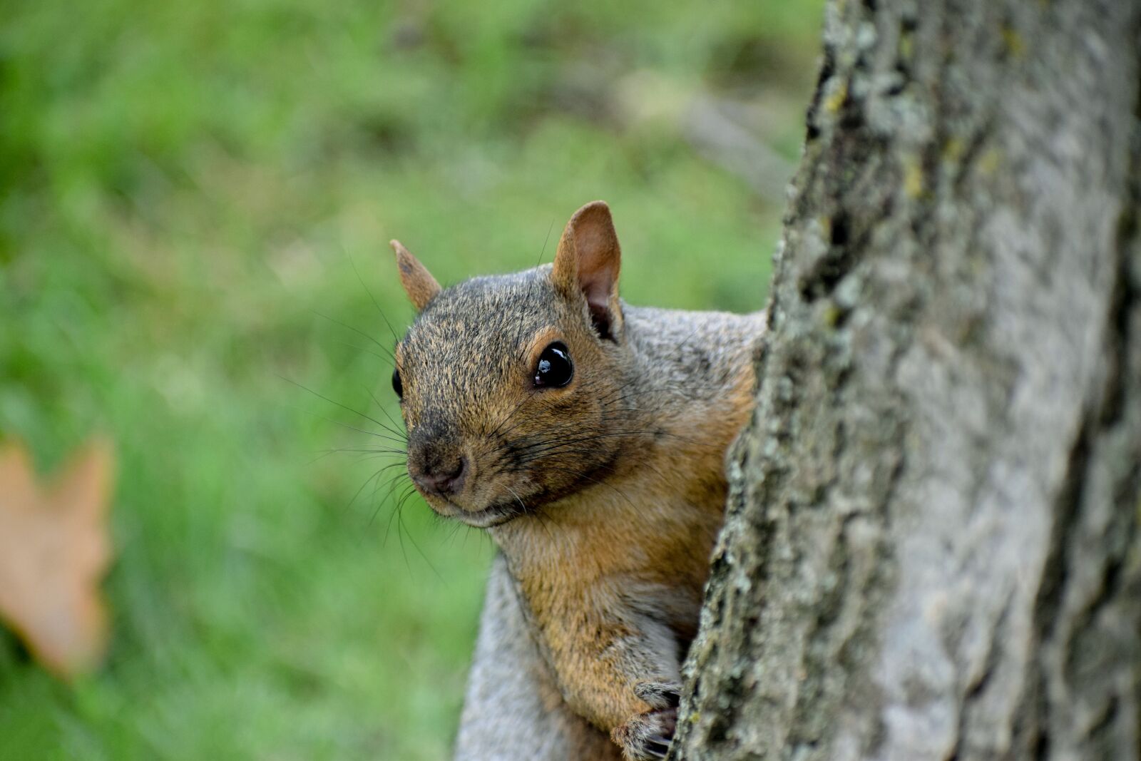 Nikon D5300 sample photo. Squirrel, tree, wood photography