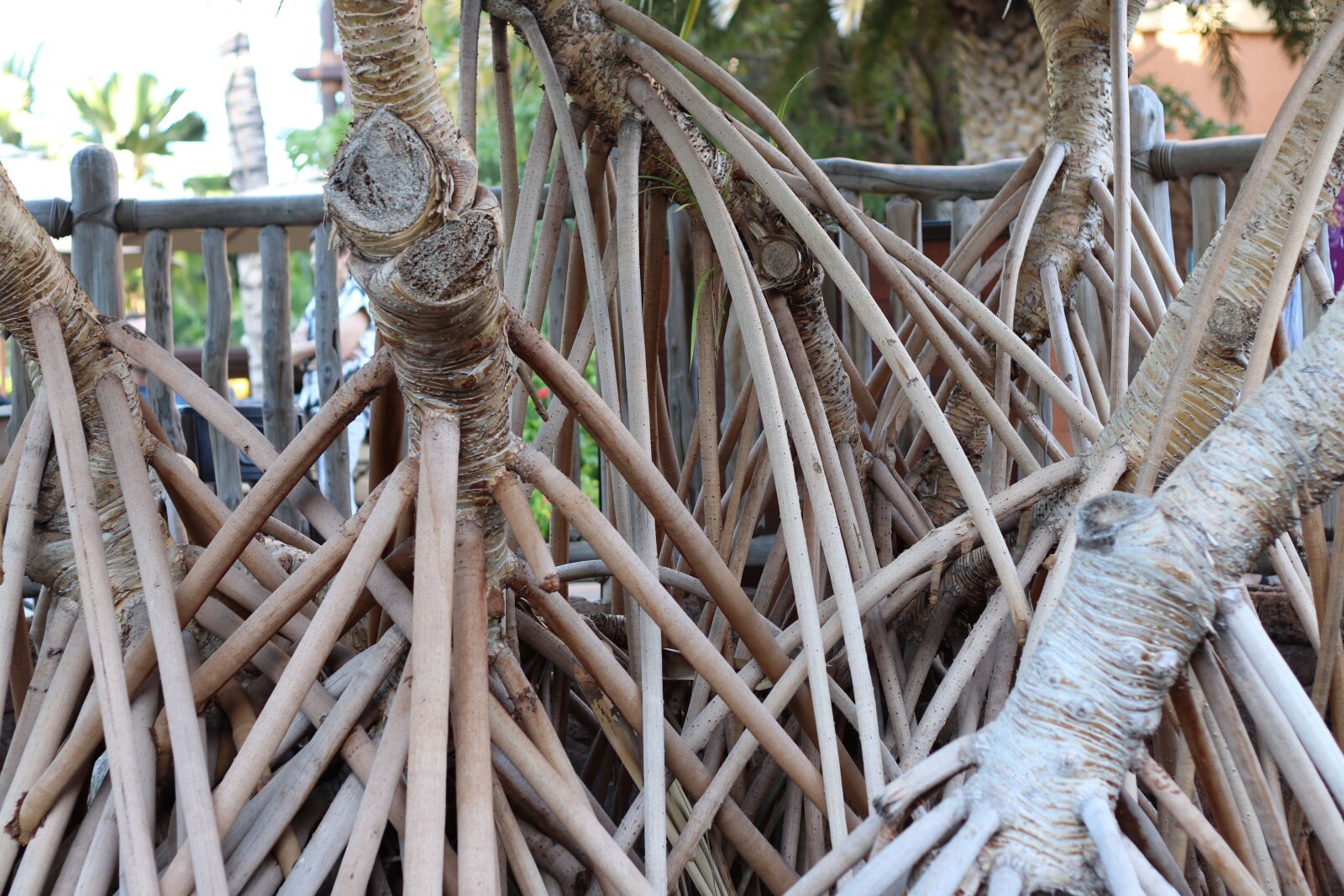 Canon EF 50mm F1.8 II sample photo. Wood, nature, tropical photography