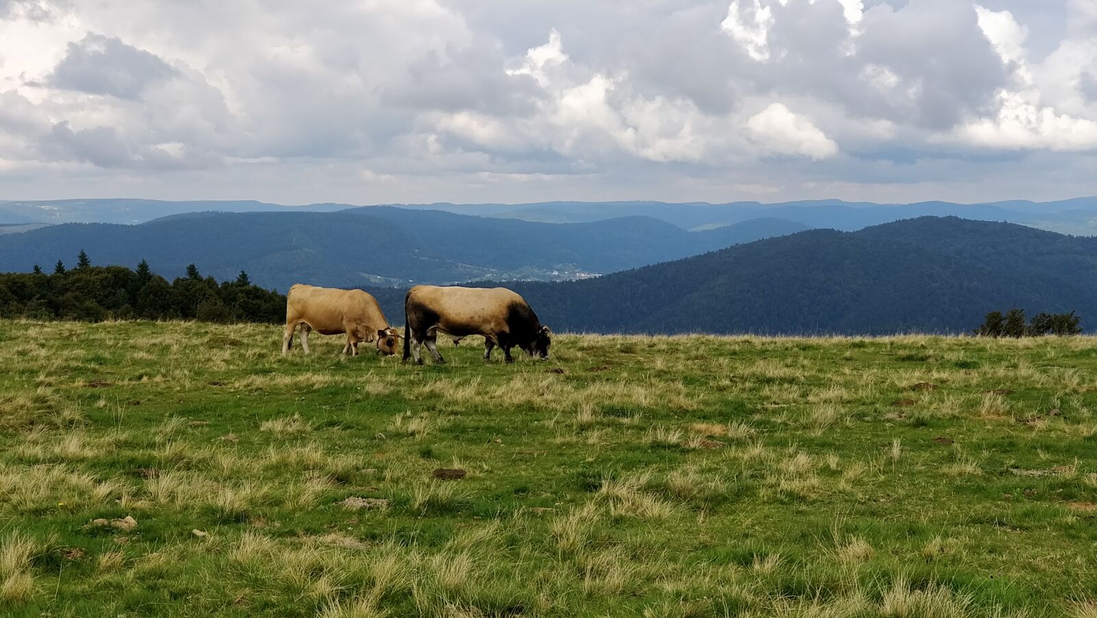 OnePlus 5 sample photo. Field, mountain, cows photography