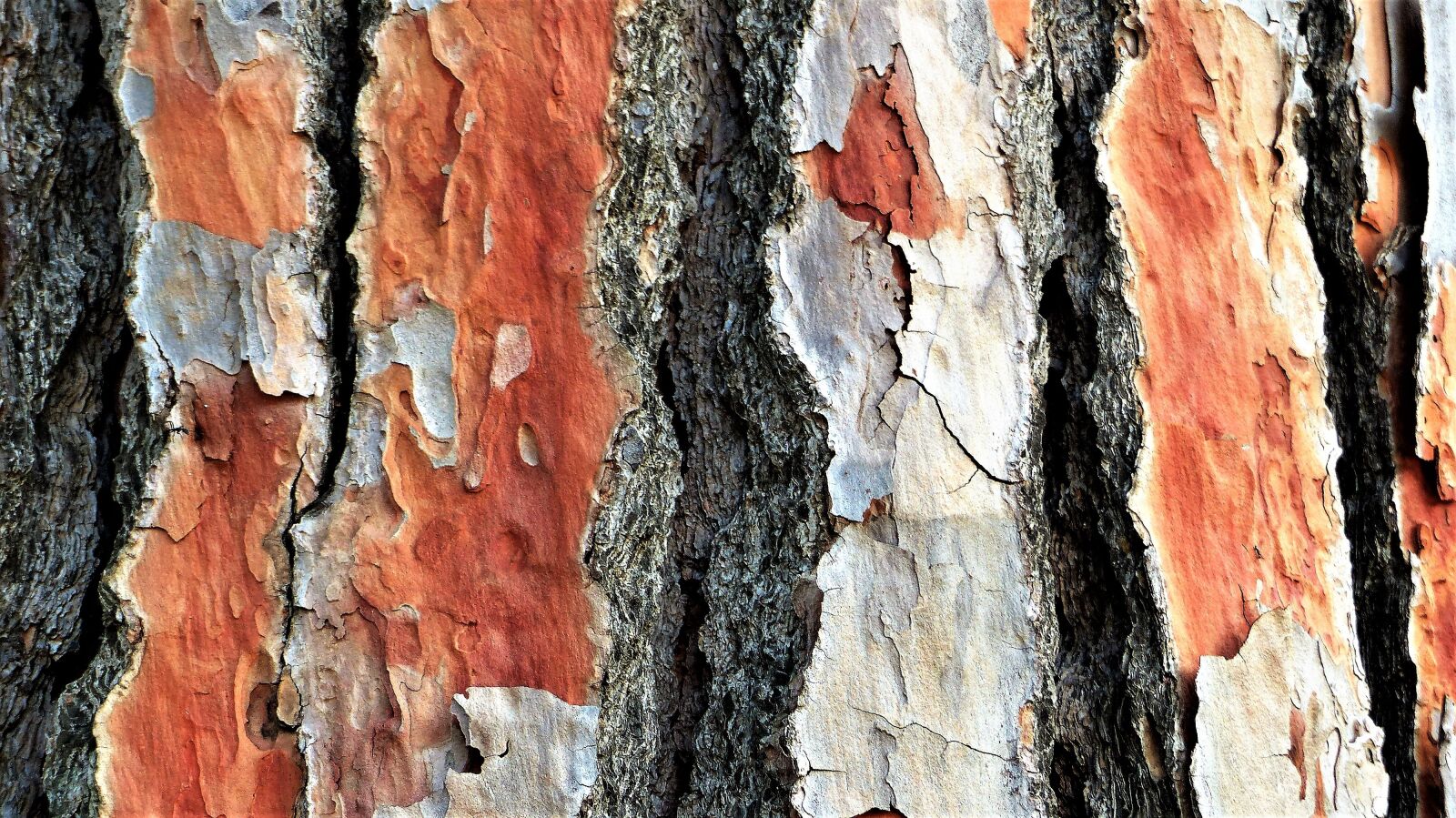 Panasonic Lumix DMC-FZ200 sample photo. Tree, bark, pine photography