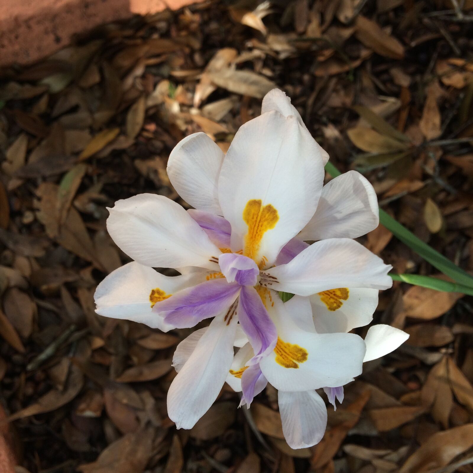 iPhone 5s back camera 4.15mm f/2.2 sample photo. Flower, flora, nature photography