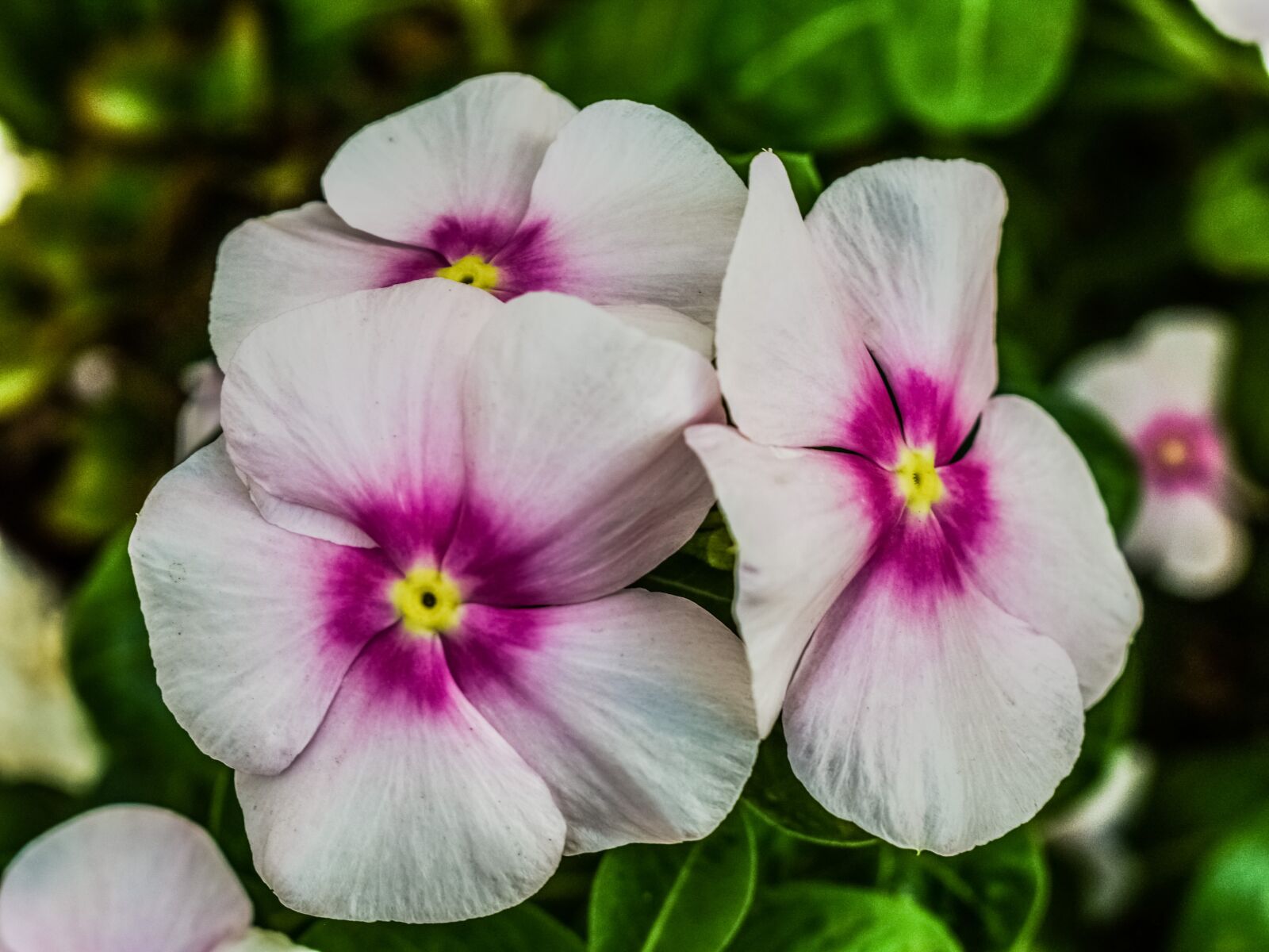 Nikon D3300 sample photo. Flower, pink, nature photography