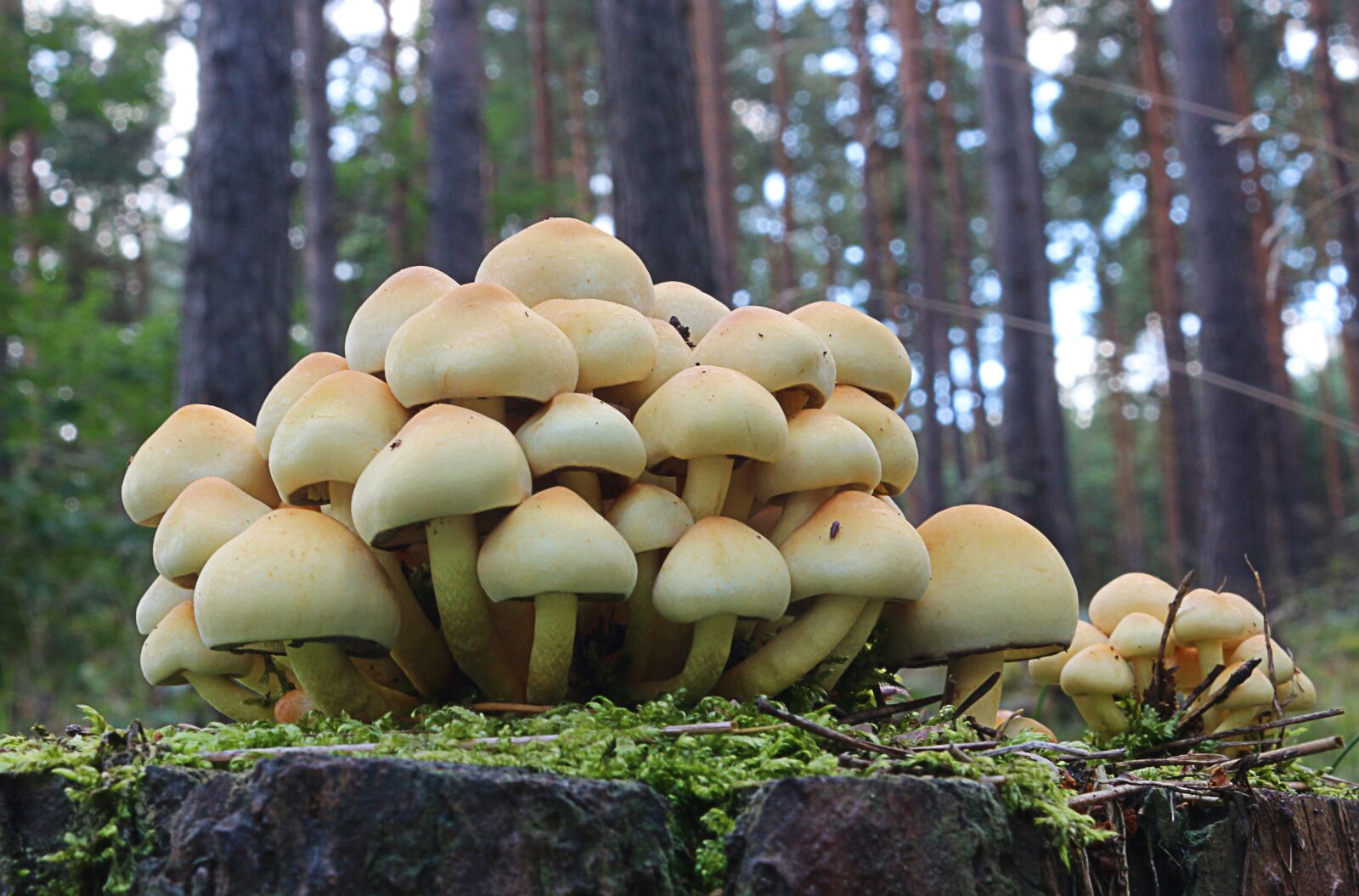 Canon EOS 650D (EOS Rebel T4i / EOS Kiss X6i) sample photo. Forest, mushrooms, nature photography
