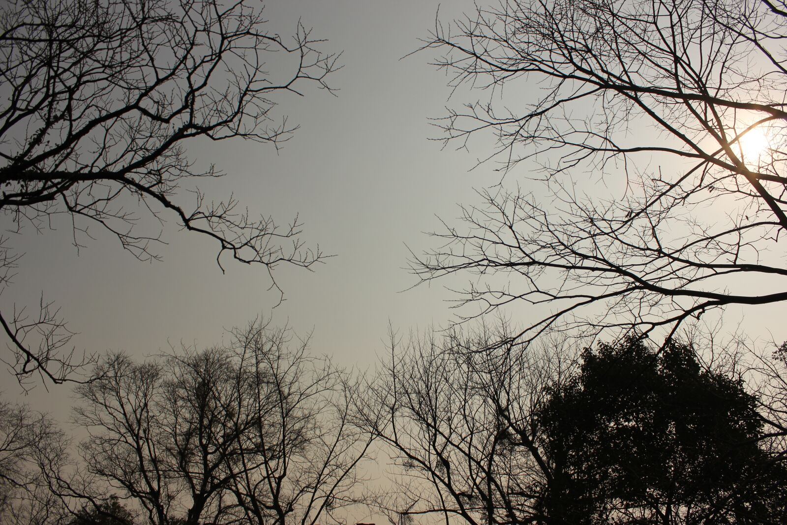 Canon EOS 600D (Rebel EOS T3i / EOS Kiss X5) sample photo. Tree, the scenery, dead photography