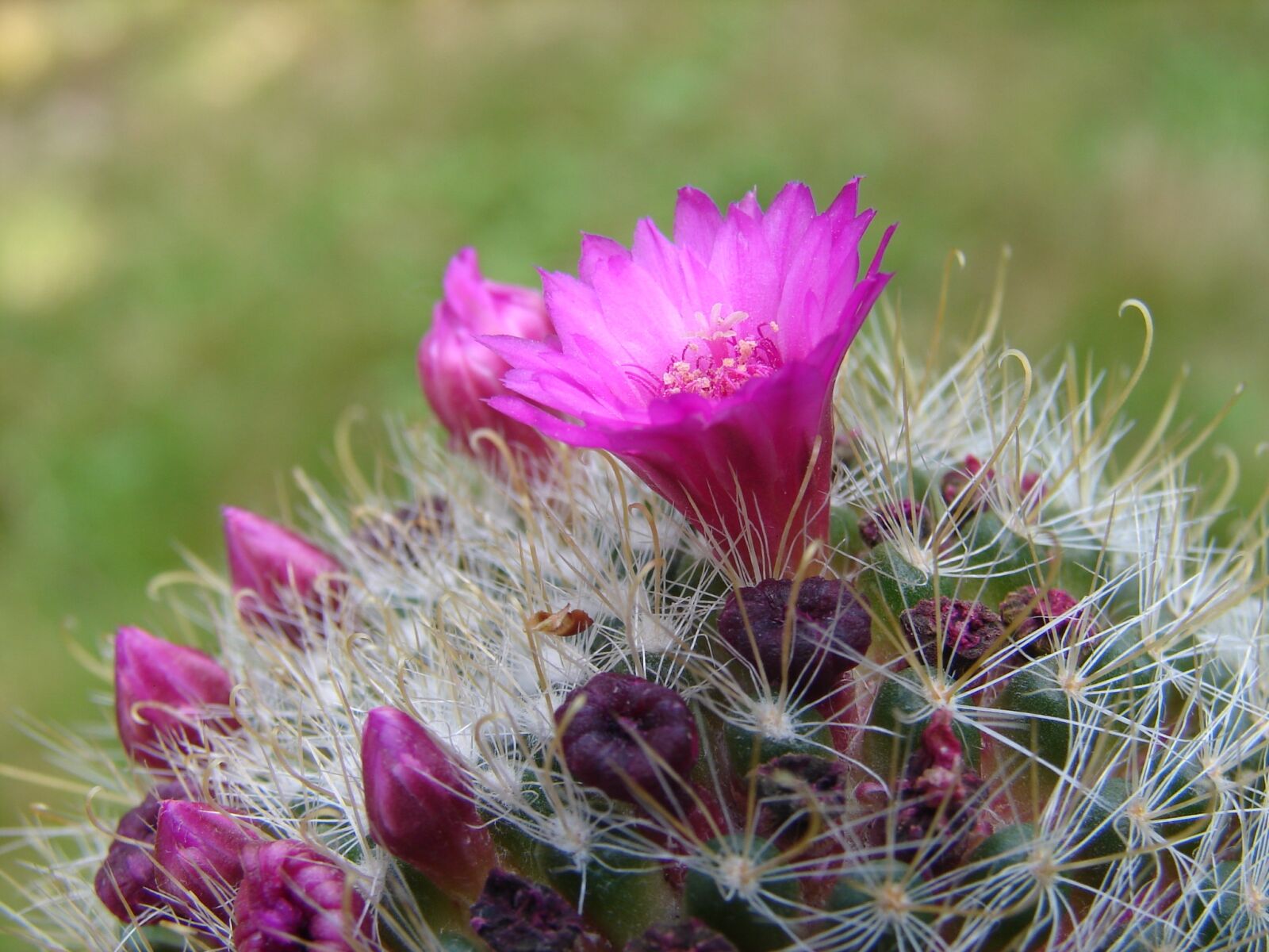 Sony DSC-H1 sample photo. Flower, cactus, thorn photography