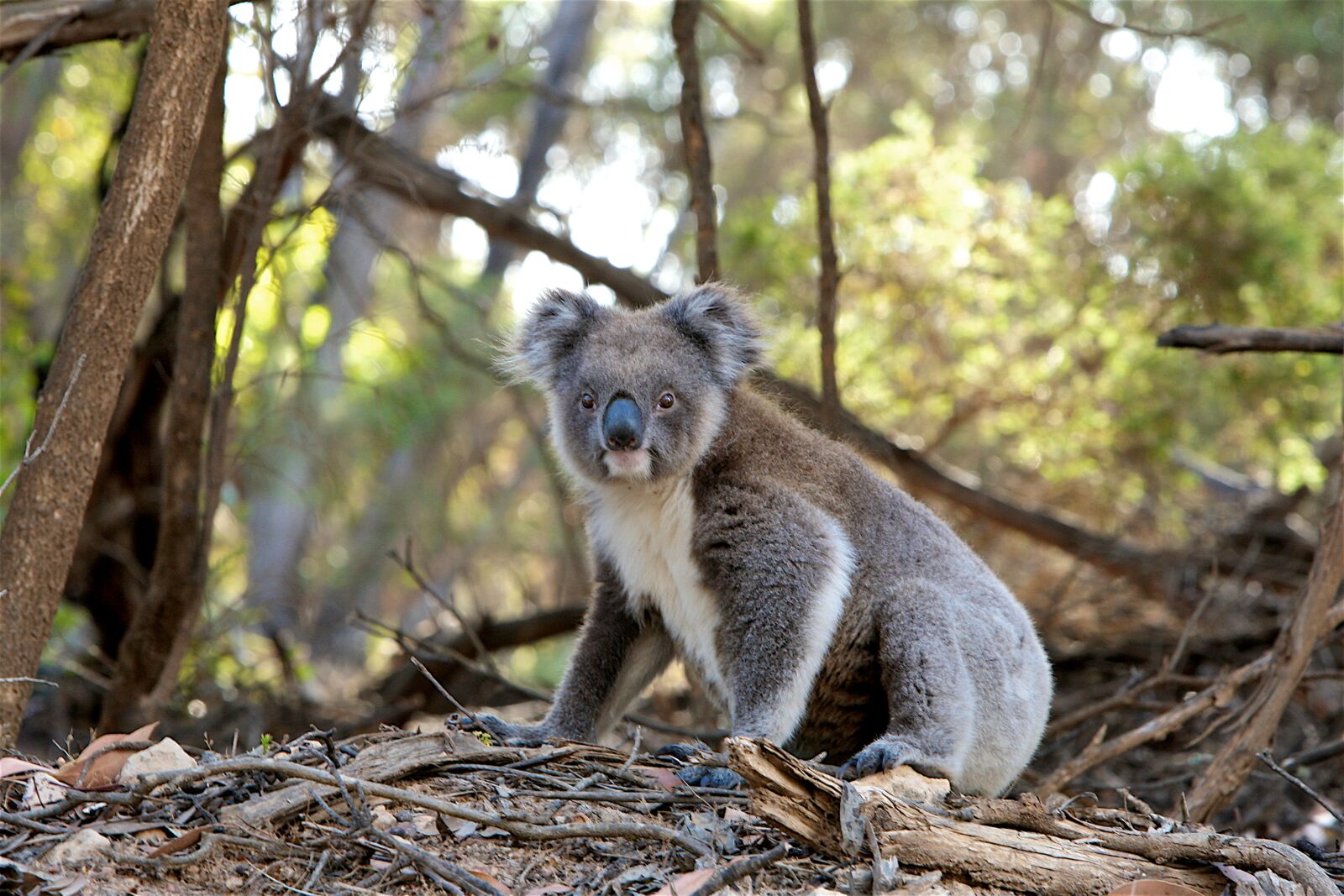 Canon EOS-1D Mark III sample photo. Animal, koala, marsupial photography