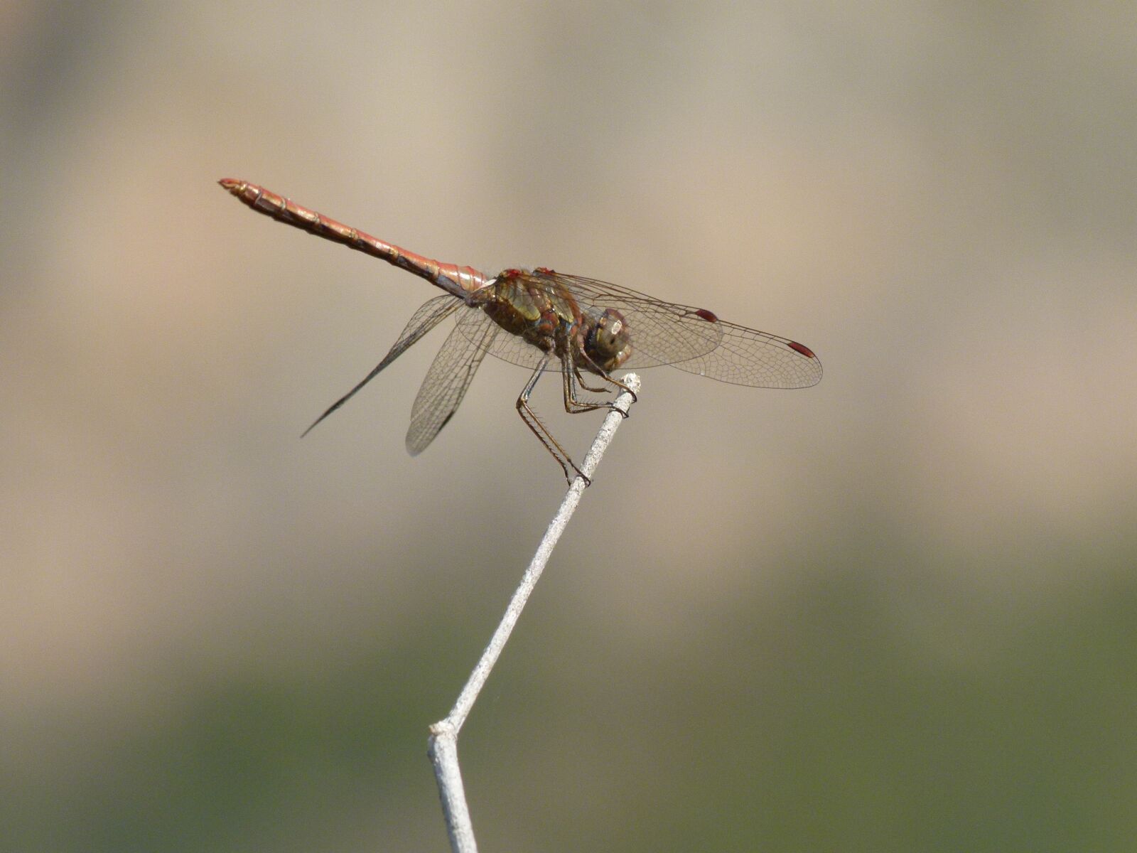 Leica V-Lux 2 sample photo. Dragonfly, stem, yellow dragonfly photography