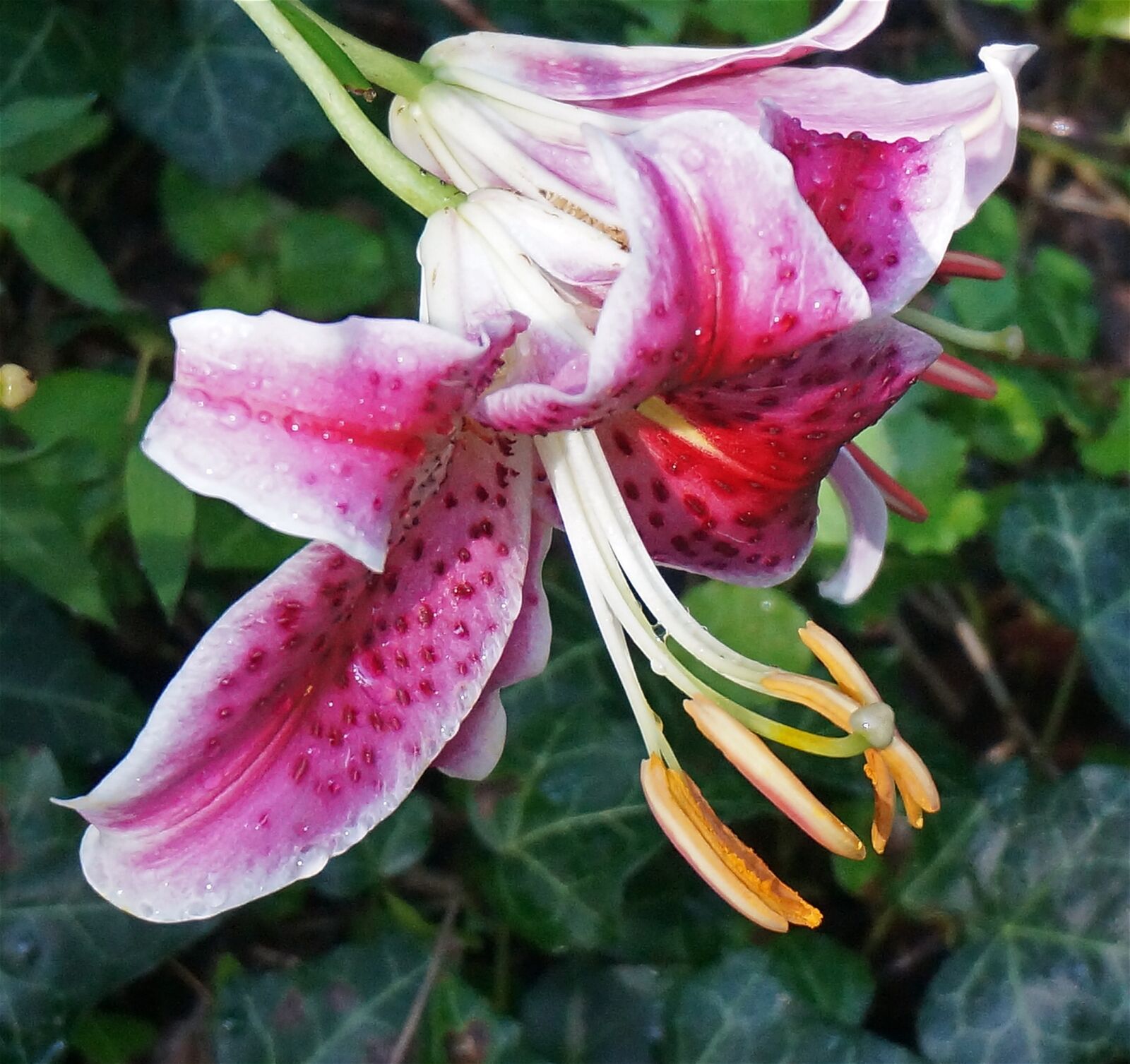 Sony Alpha NEX-5T sample photo. Asiatic lily, lily, flower photography