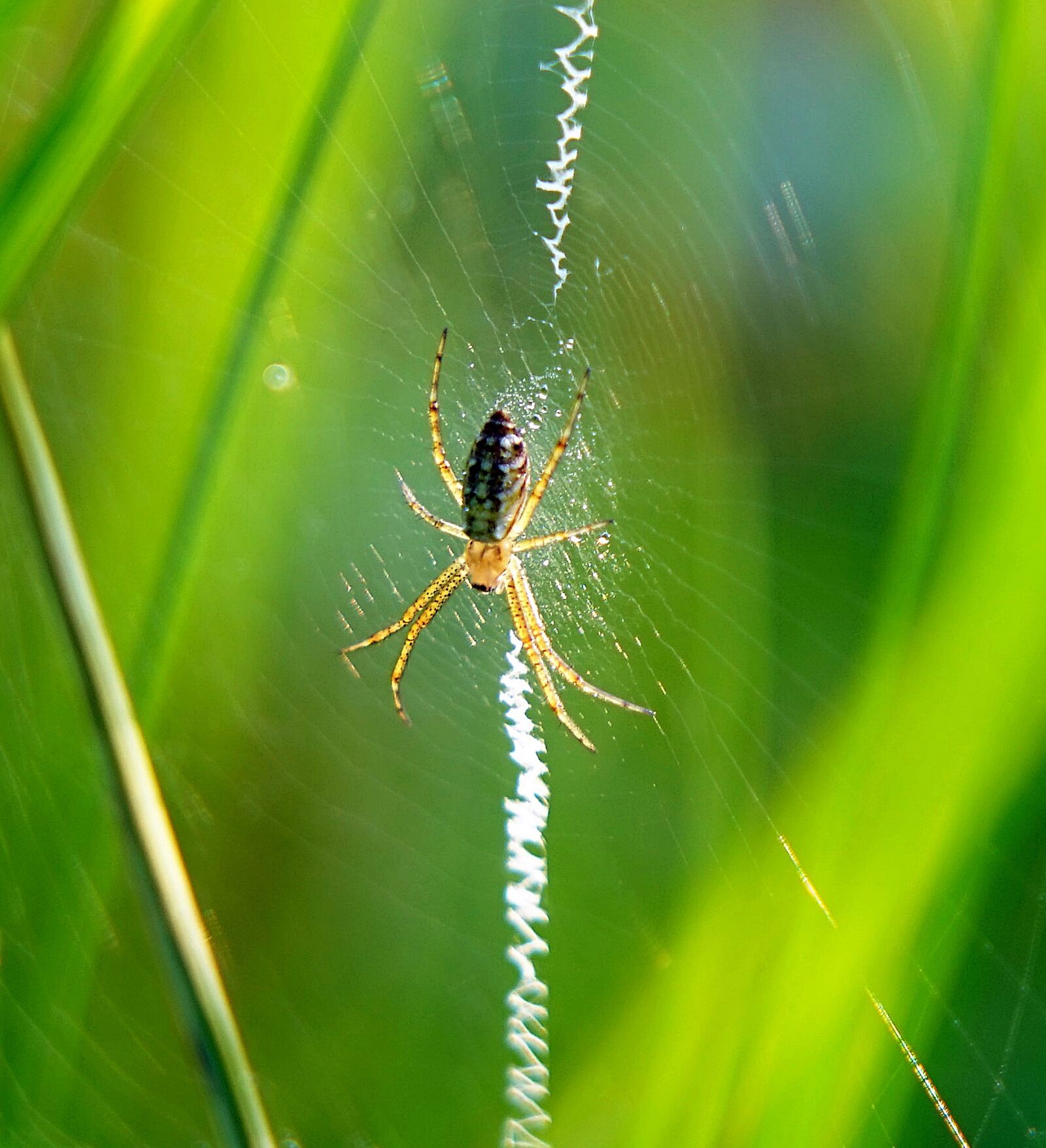 Sony FE 24-105mm F4 G OSS sample photo. Spider, green, morgentau photography