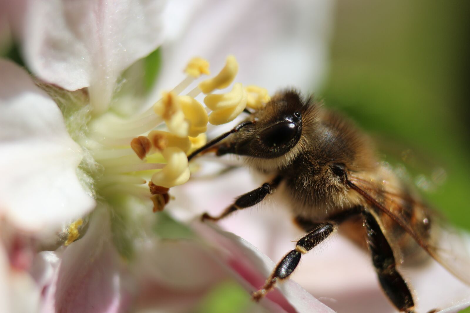 Canon EOS 100D (EOS Rebel SL1 / EOS Kiss X7) sample photo. Bee, cherry blossom, blossom photography