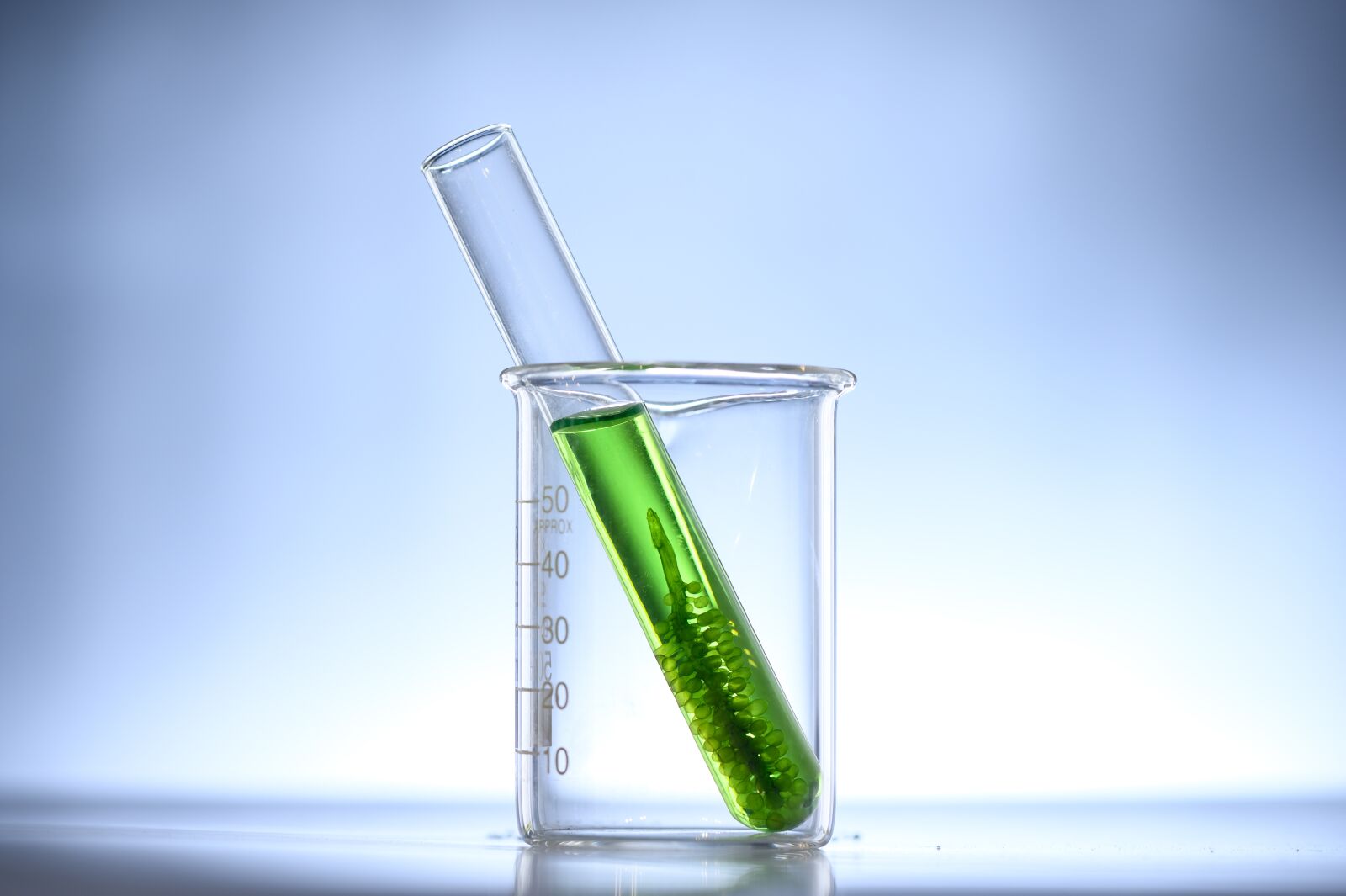 Nikon Z6 sample photo. Algae bloom, algae farm photography