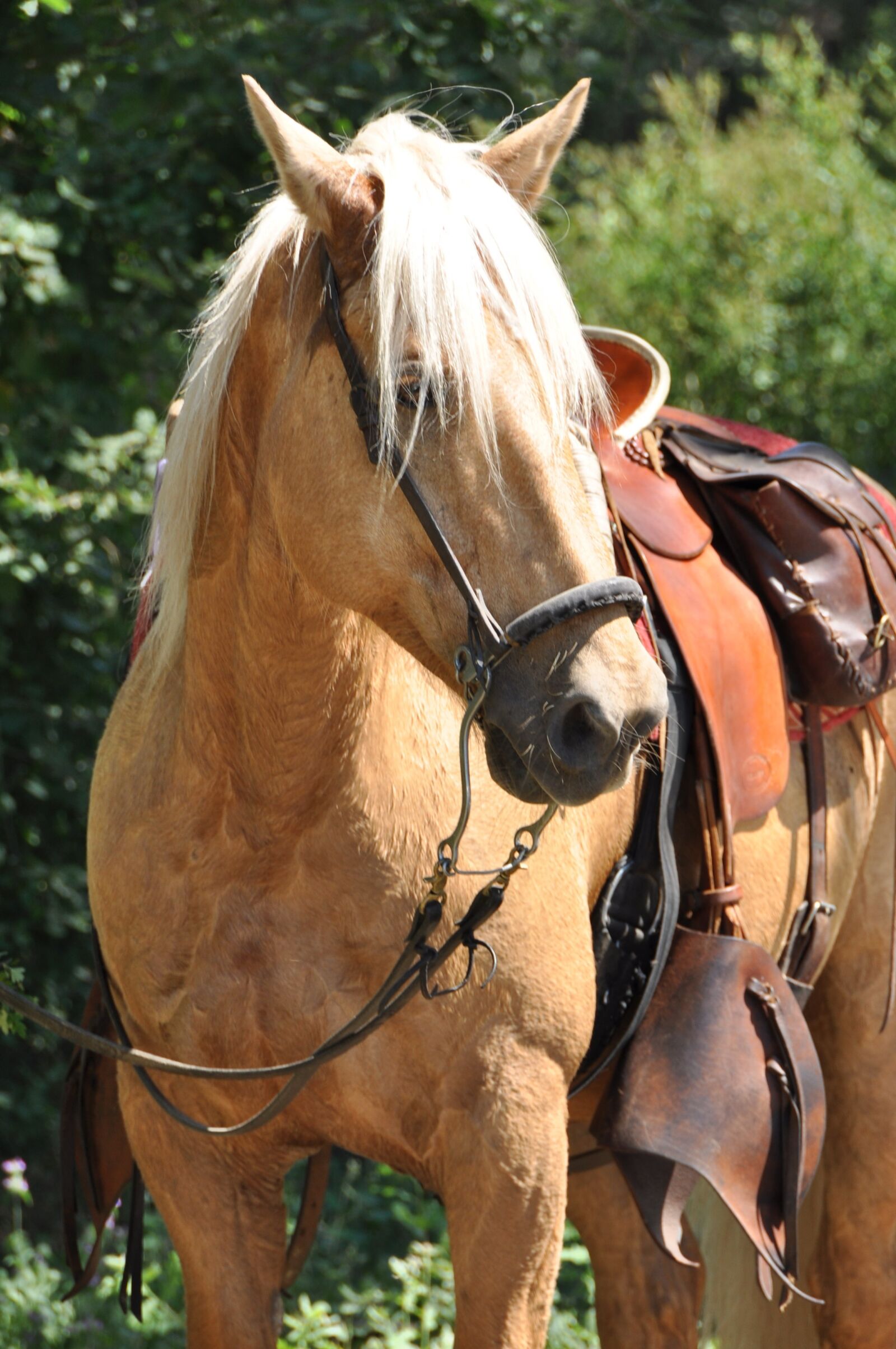 Nikon D90 sample photo. Horse, head, mane photography