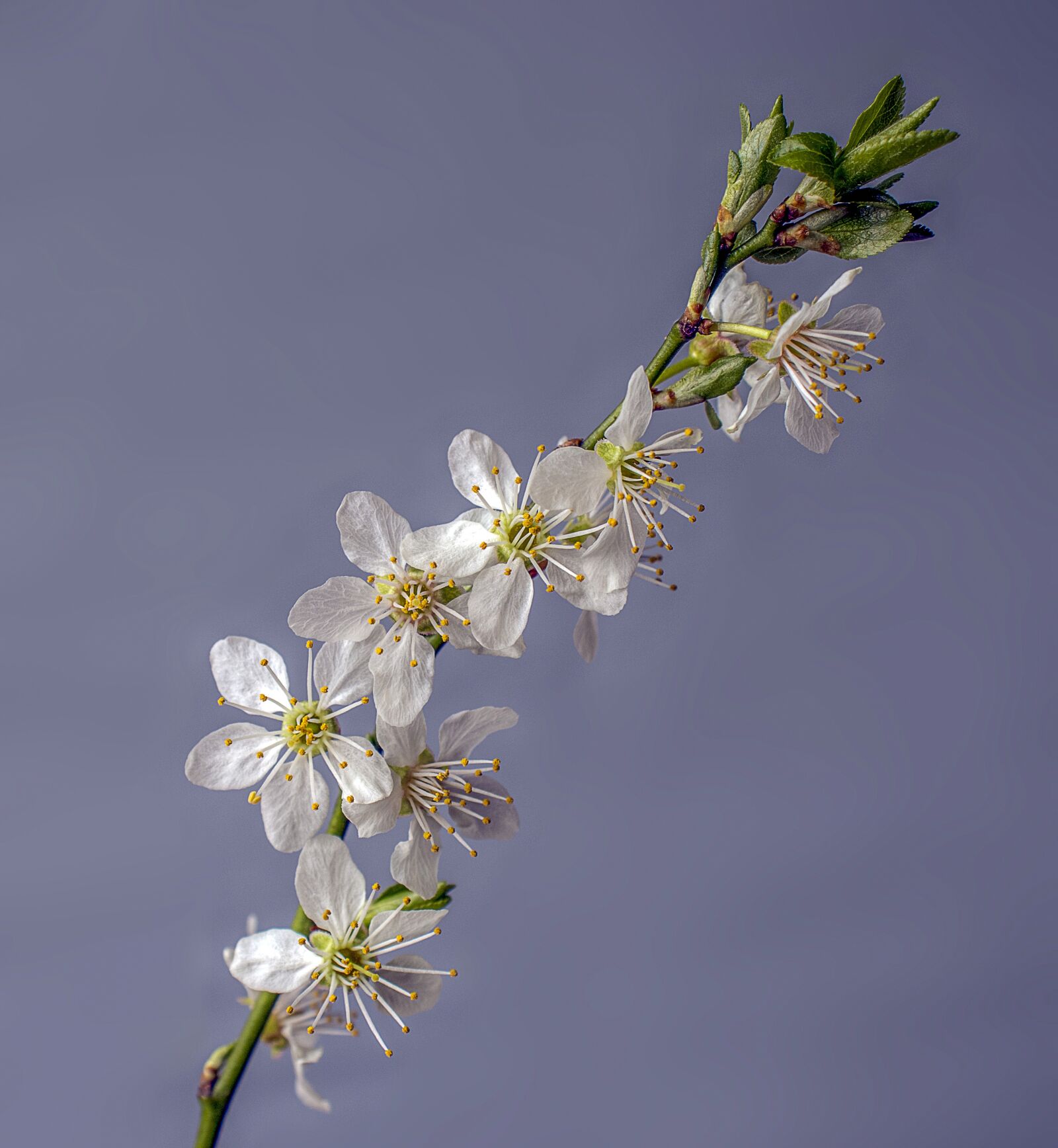 Canon EOS 800D (EOS Rebel T7i / EOS Kiss X9i) sample photo. Blossom, spring, bloom photography