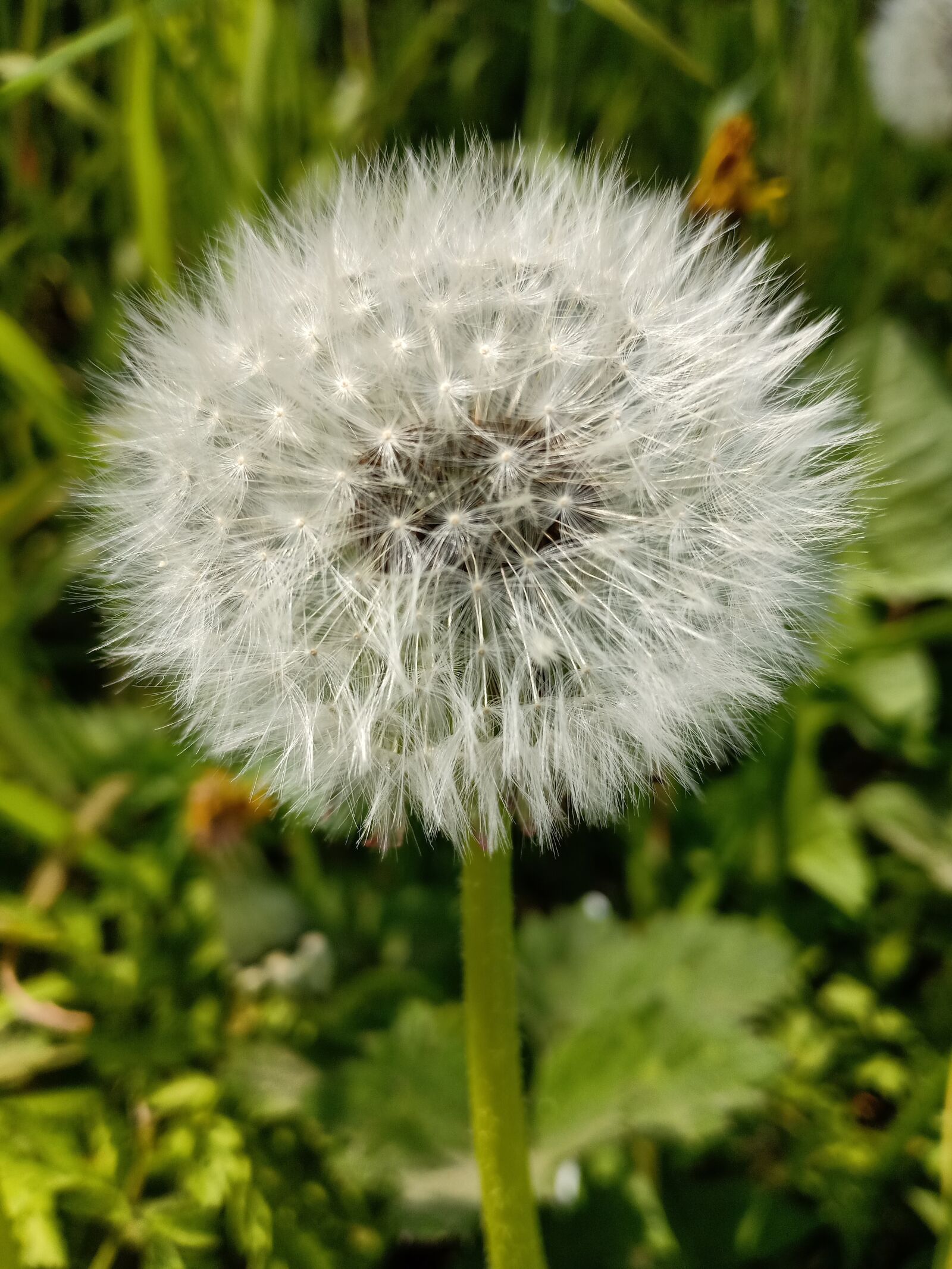 OPPO F7 sample photo. Dandelion, vruchtpluis, close up photography