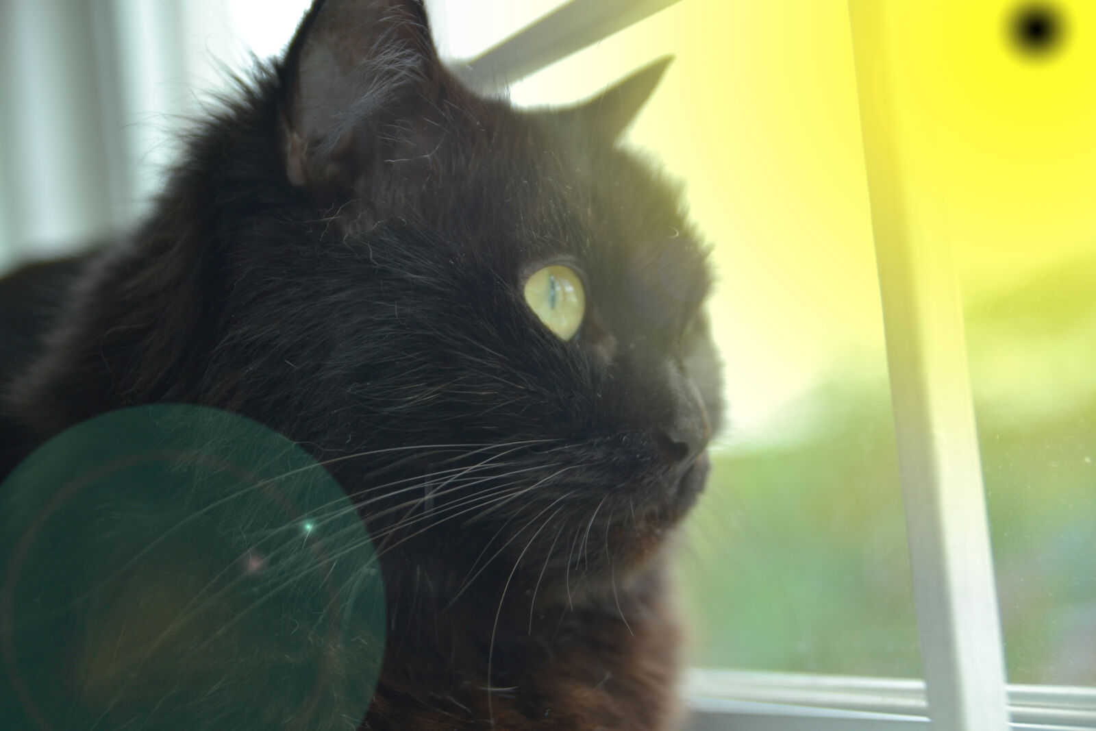 Nikon D3100 sample photo. Cat photography