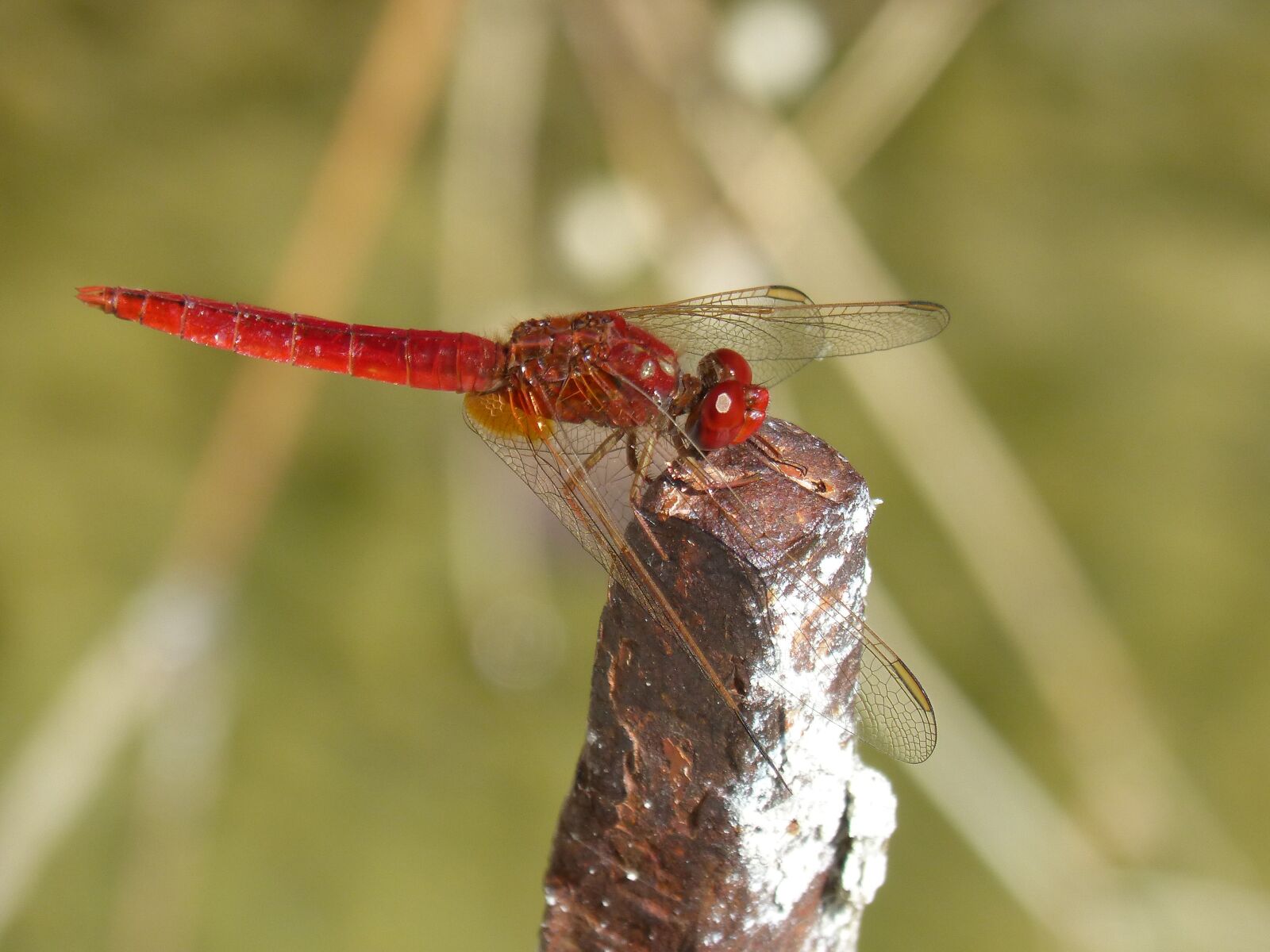 Panasonic DMC-FZ62 sample photo. Dragonfly, red dragonfly, erythraea photography