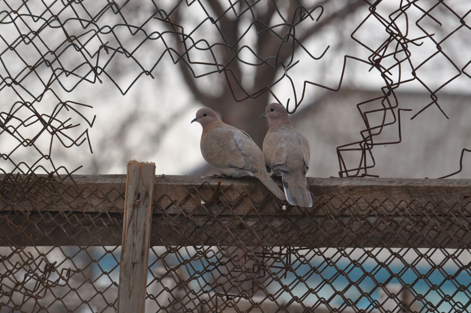 Nikon D5000 sample photo. Pigeons, love, sky photography