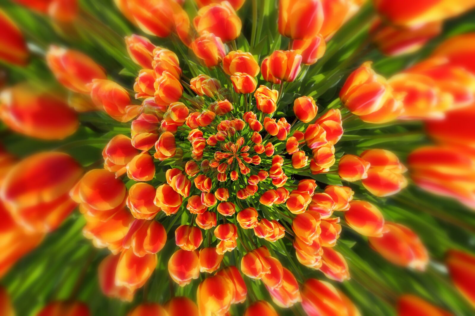 Canon EOS 5D Mark II sample photo. Tulips, arrangement, many photography