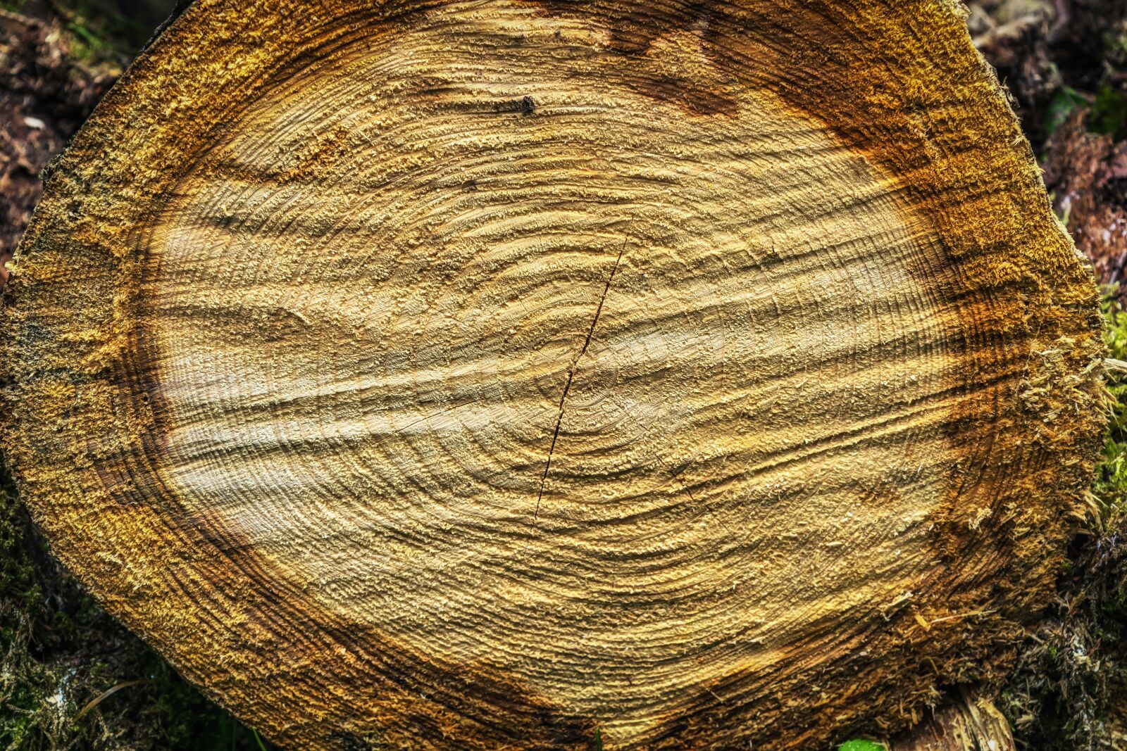 Nikon D3300 sample photo. Tree, wood, rings photography