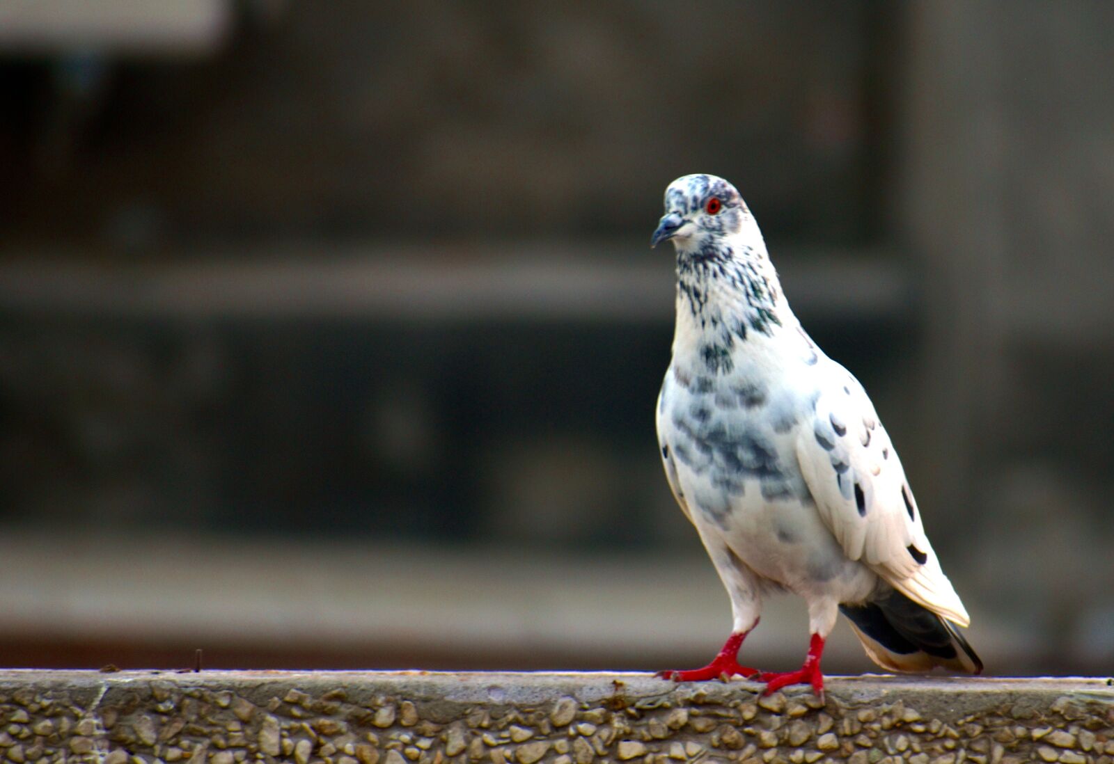 Nikon D5600 sample photo. White grey pigeon, domestic photography