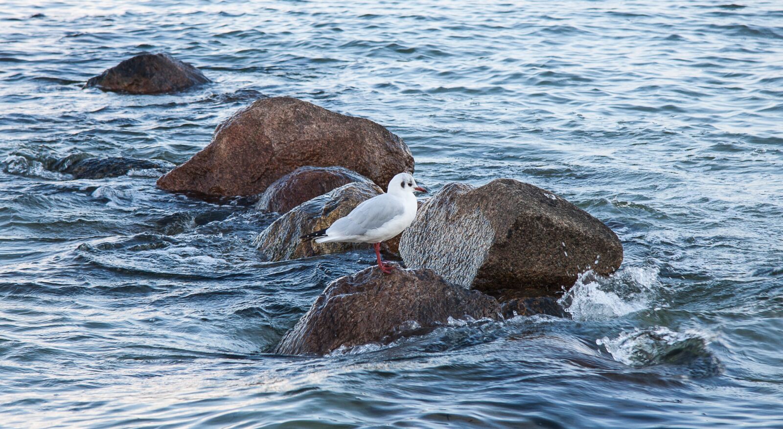 Canon EF-S 17-85mm F4-5.6 IS USM sample photo. Seagull, coast, sea photography
