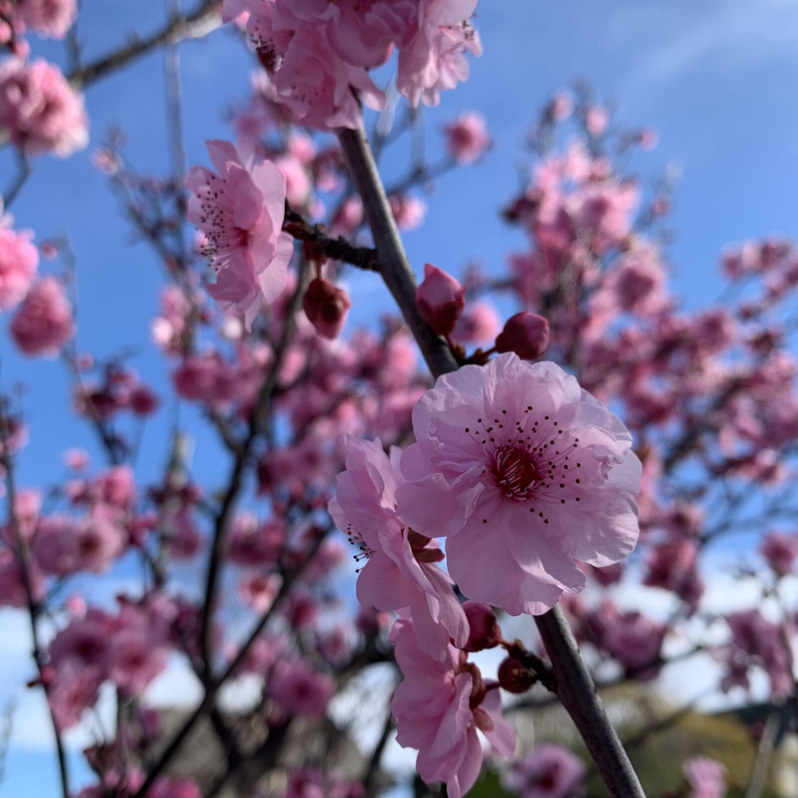 iPhone XR back camera 4.25mm f/1.8 sample photo