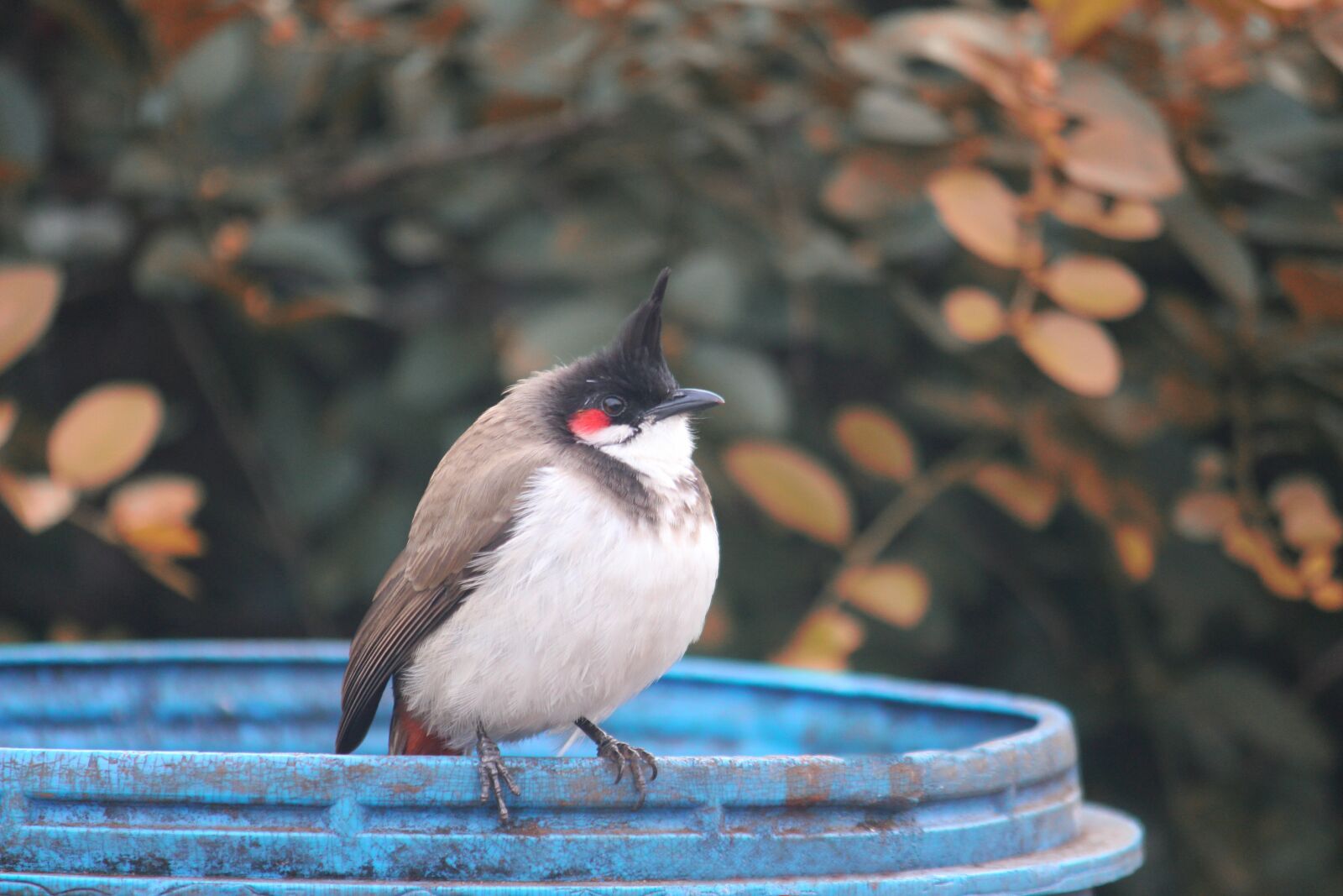 Canon EOS 700D (EOS Rebel T5i / EOS Kiss X7i) sample photo. Bird, wing, nature photography
