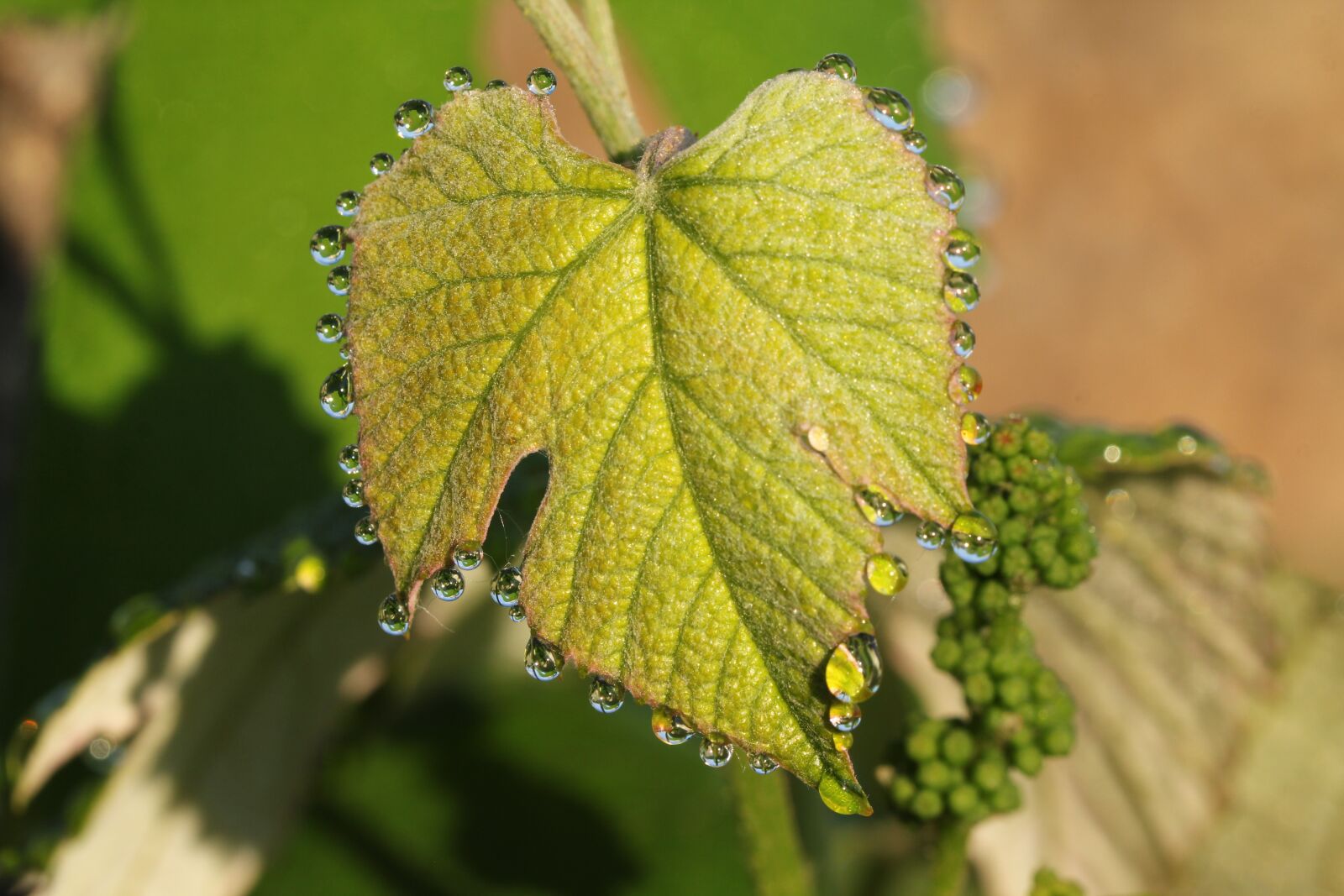 Canon EOS 60D sample photo. Morgentau, dew, wine photography