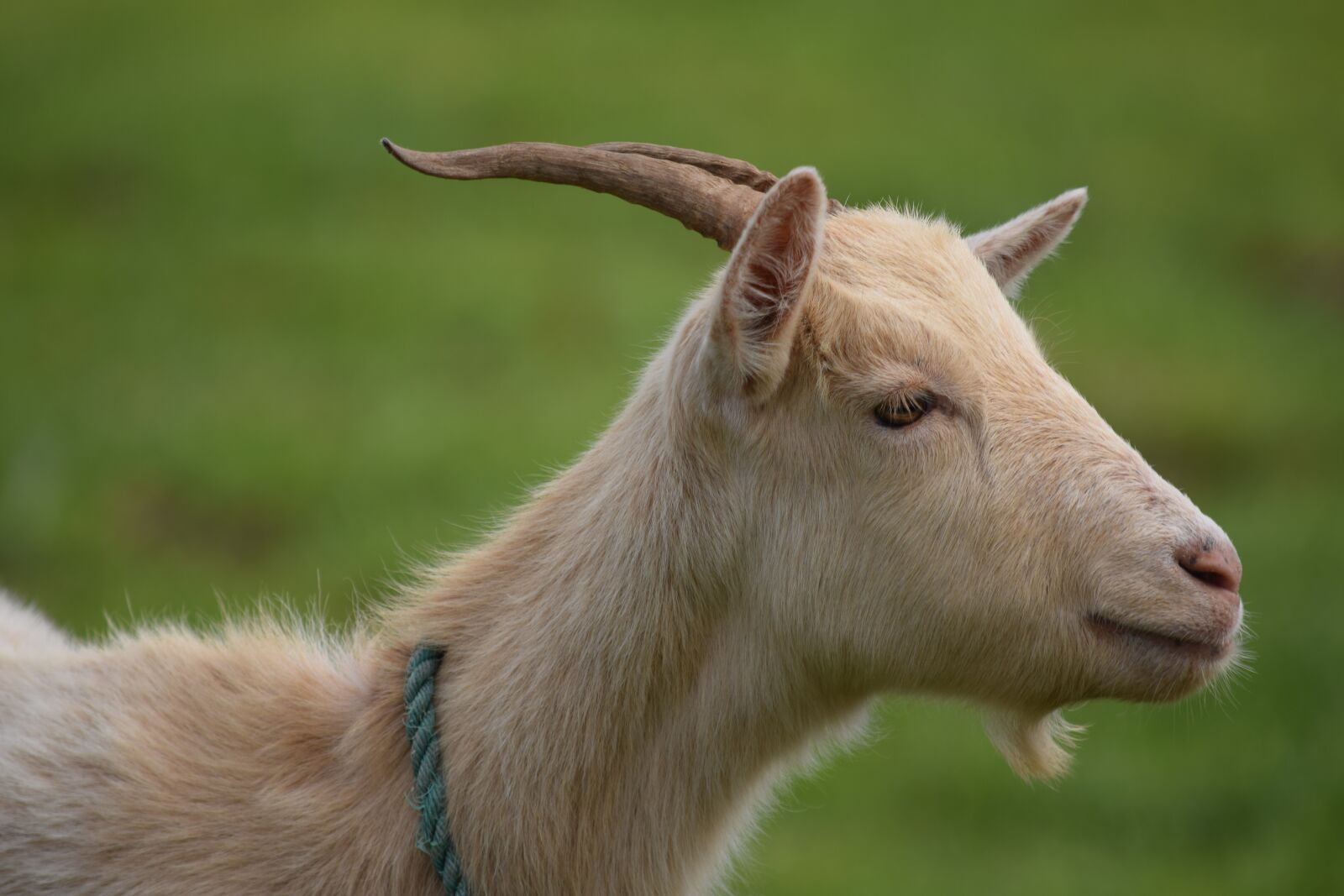 Nikon D3300 sample photo. Goat, animal, livestock photography