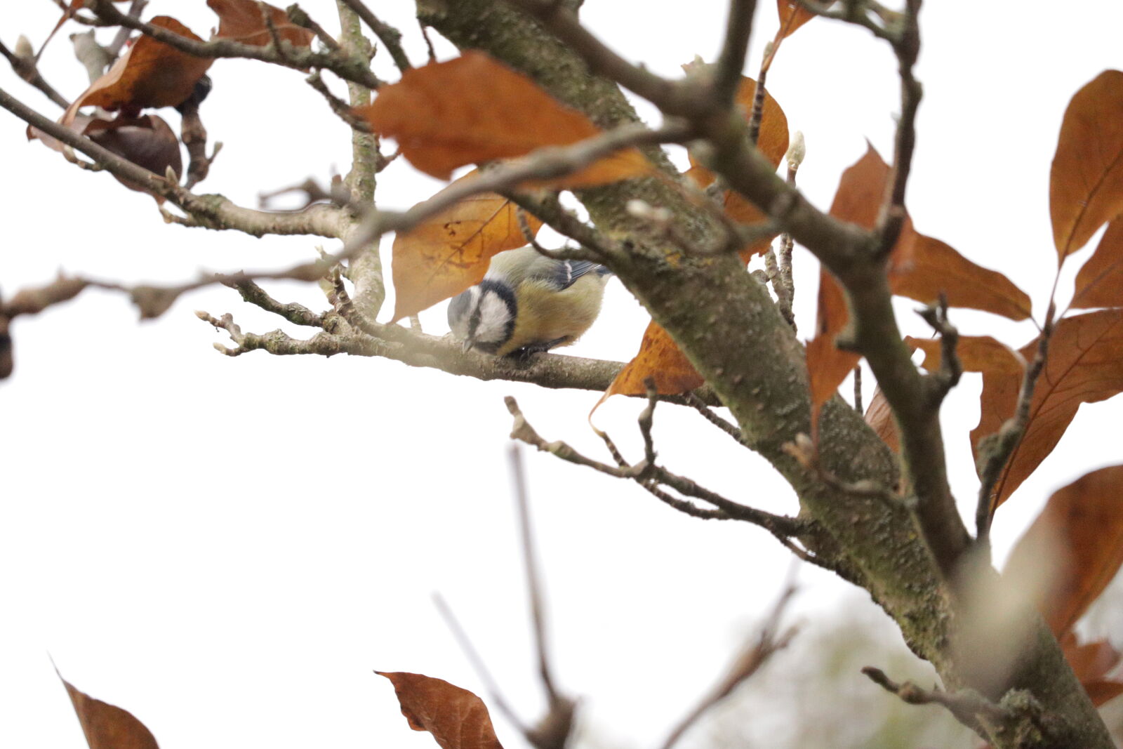 Canon EF-S 55-250mm F4-5.6 IS STM sample photo