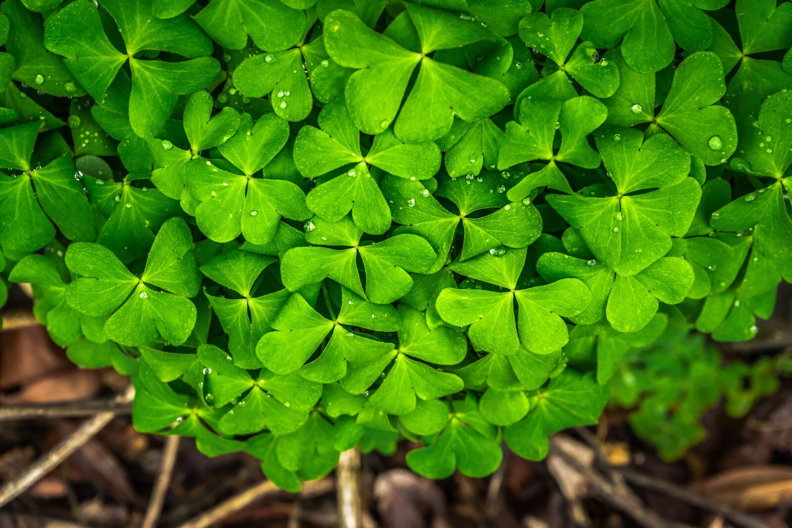 Sony a7 + Sony FE 28-70mm F3.5-5.6 OSS sample photo. Leaf, nature, green photography