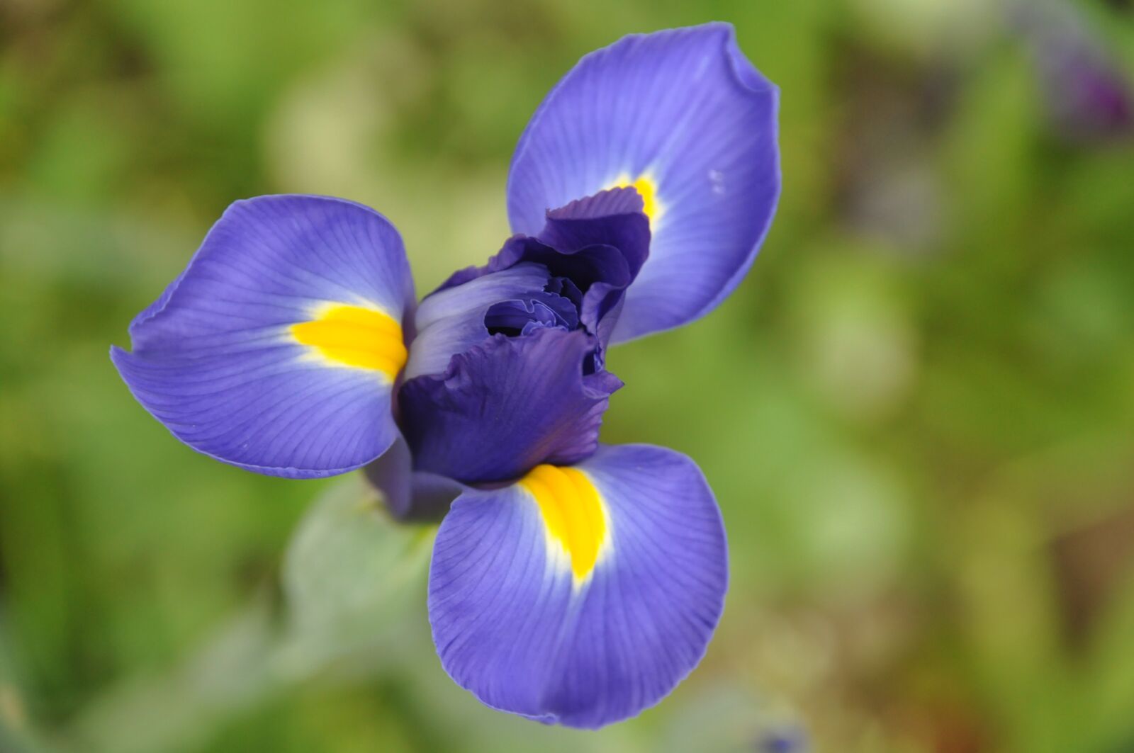 Nikon D90 sample photo. Iris, flower, blue flower photography